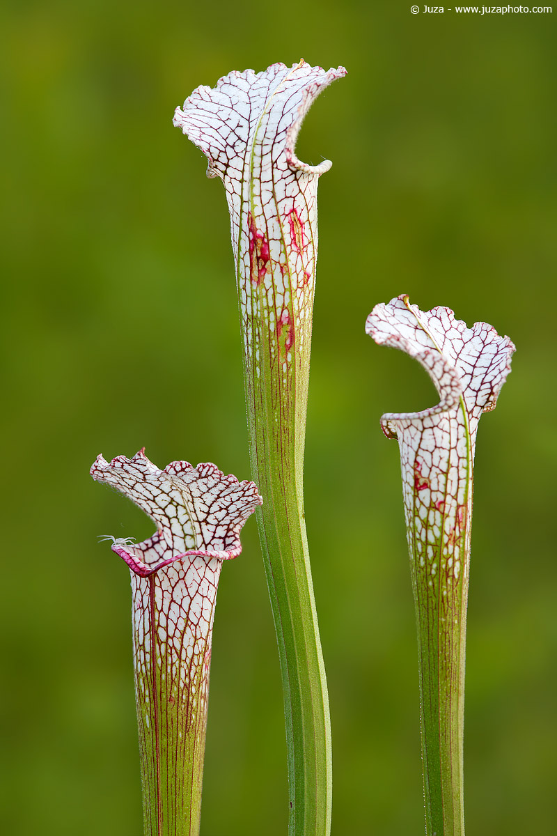Sarracenia leucophylla, 007407