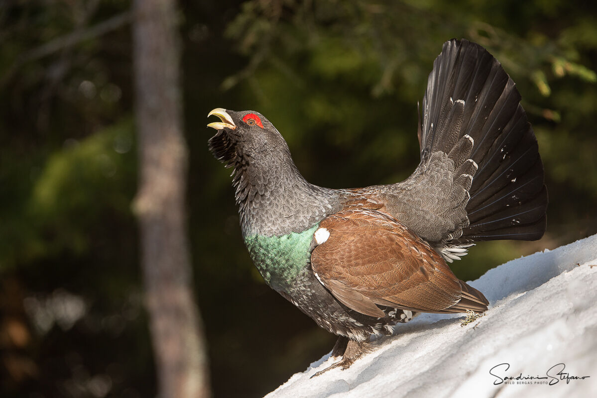 Gallo cedrone