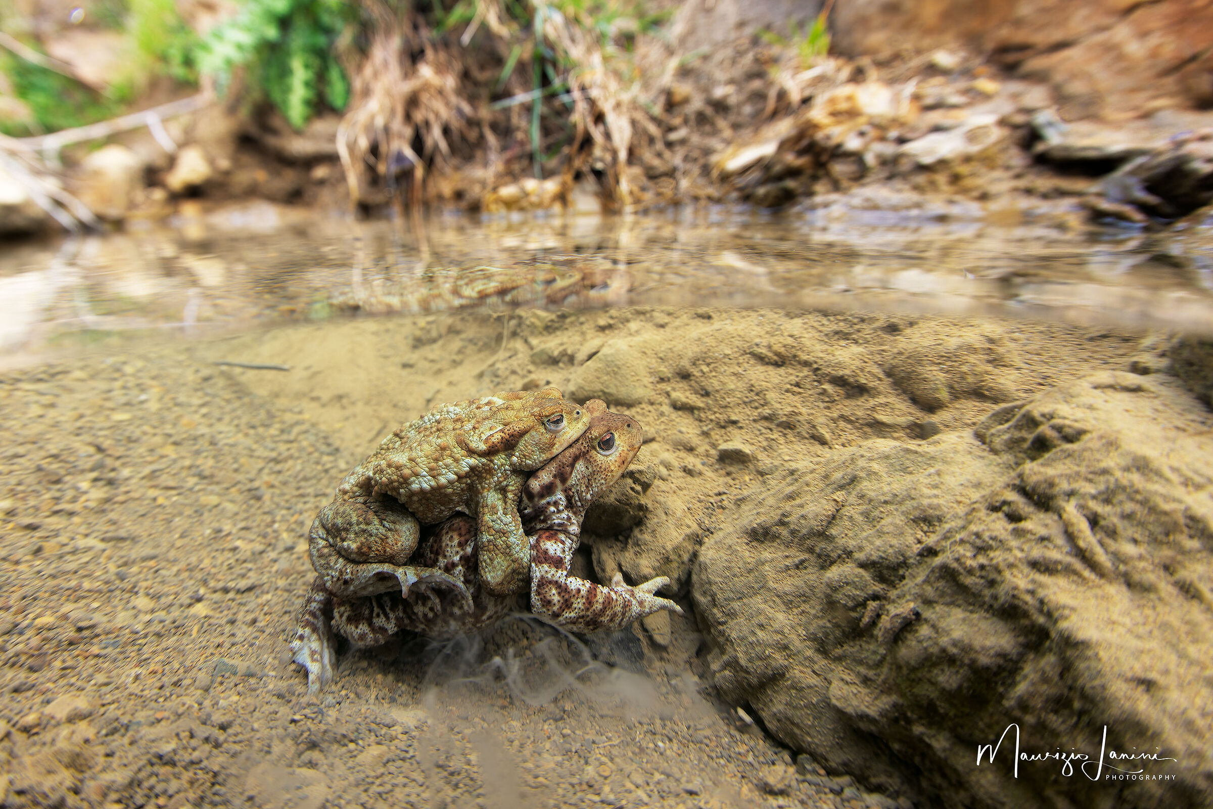 Sotto la superficie del ruscello