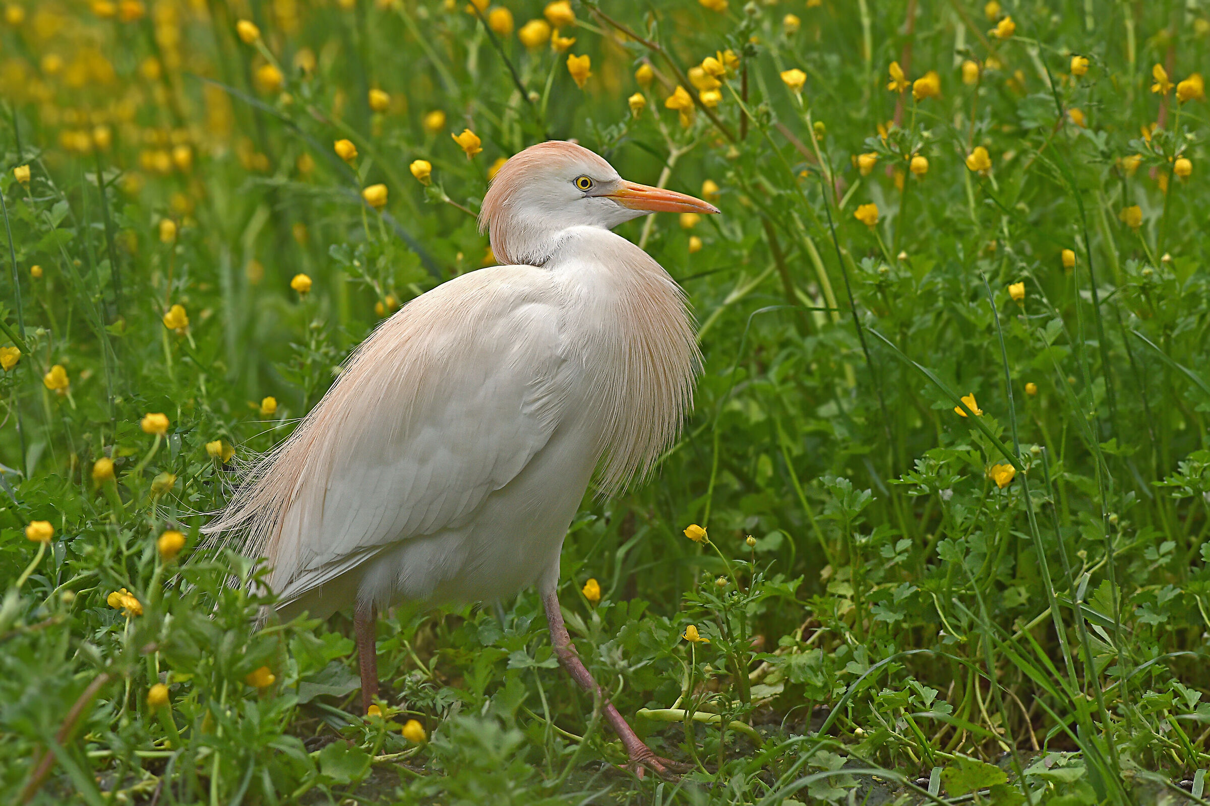Barefoot in the Park