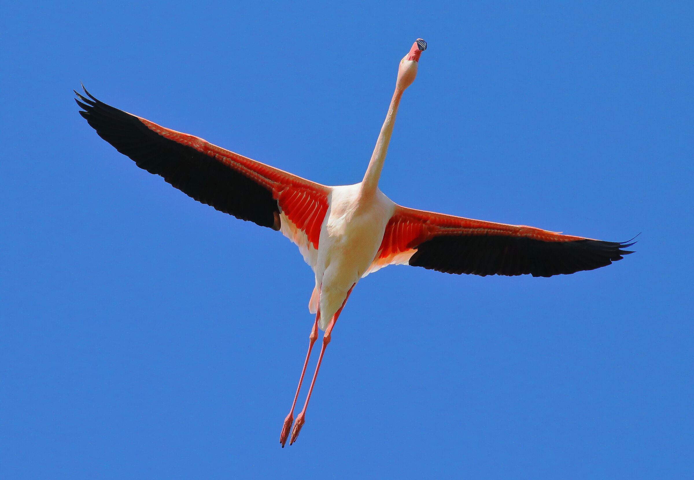 I colori del fenicottero