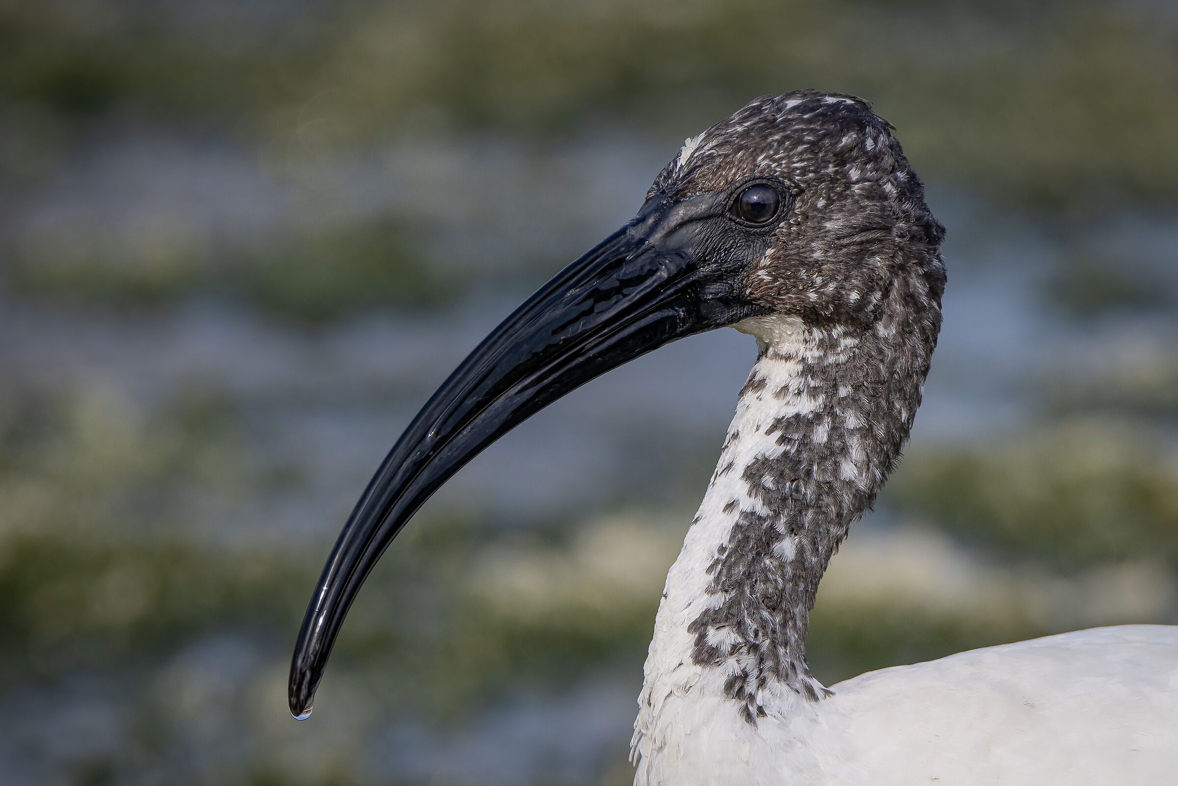 Portrait of the Sacred Ibis