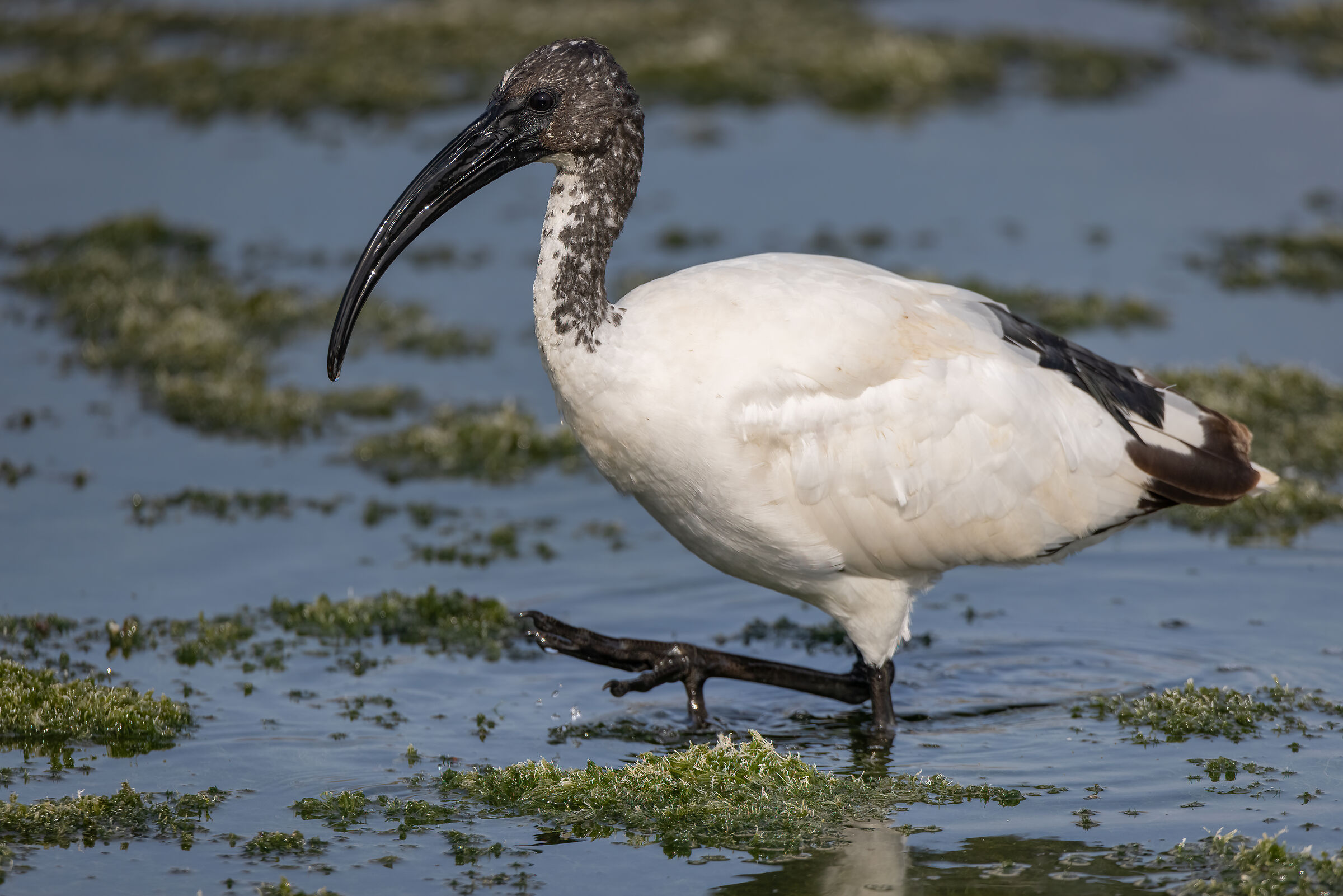 Sacred Ibis