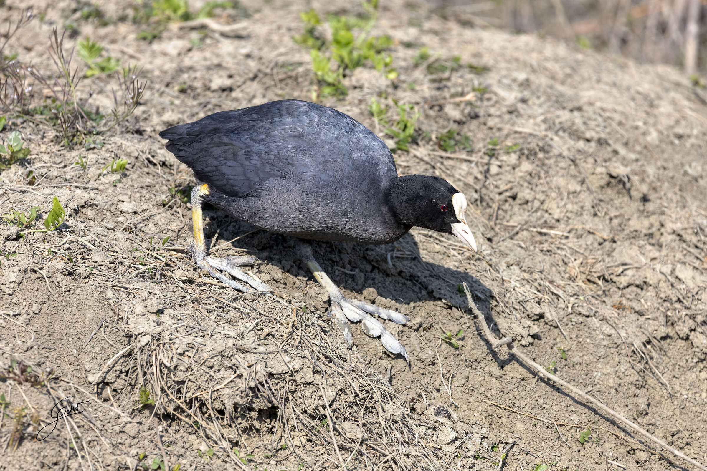 common coot