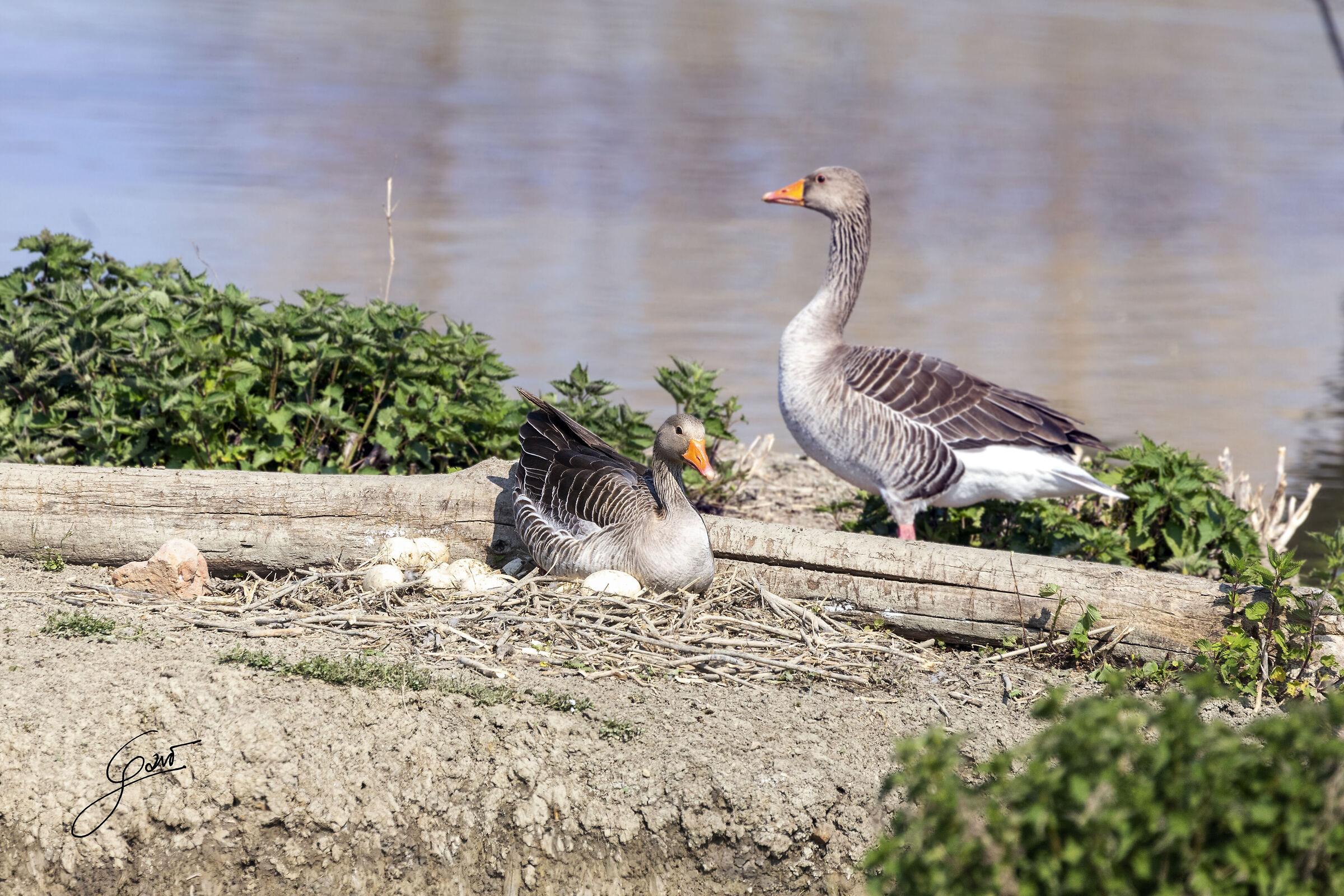 goose hatching