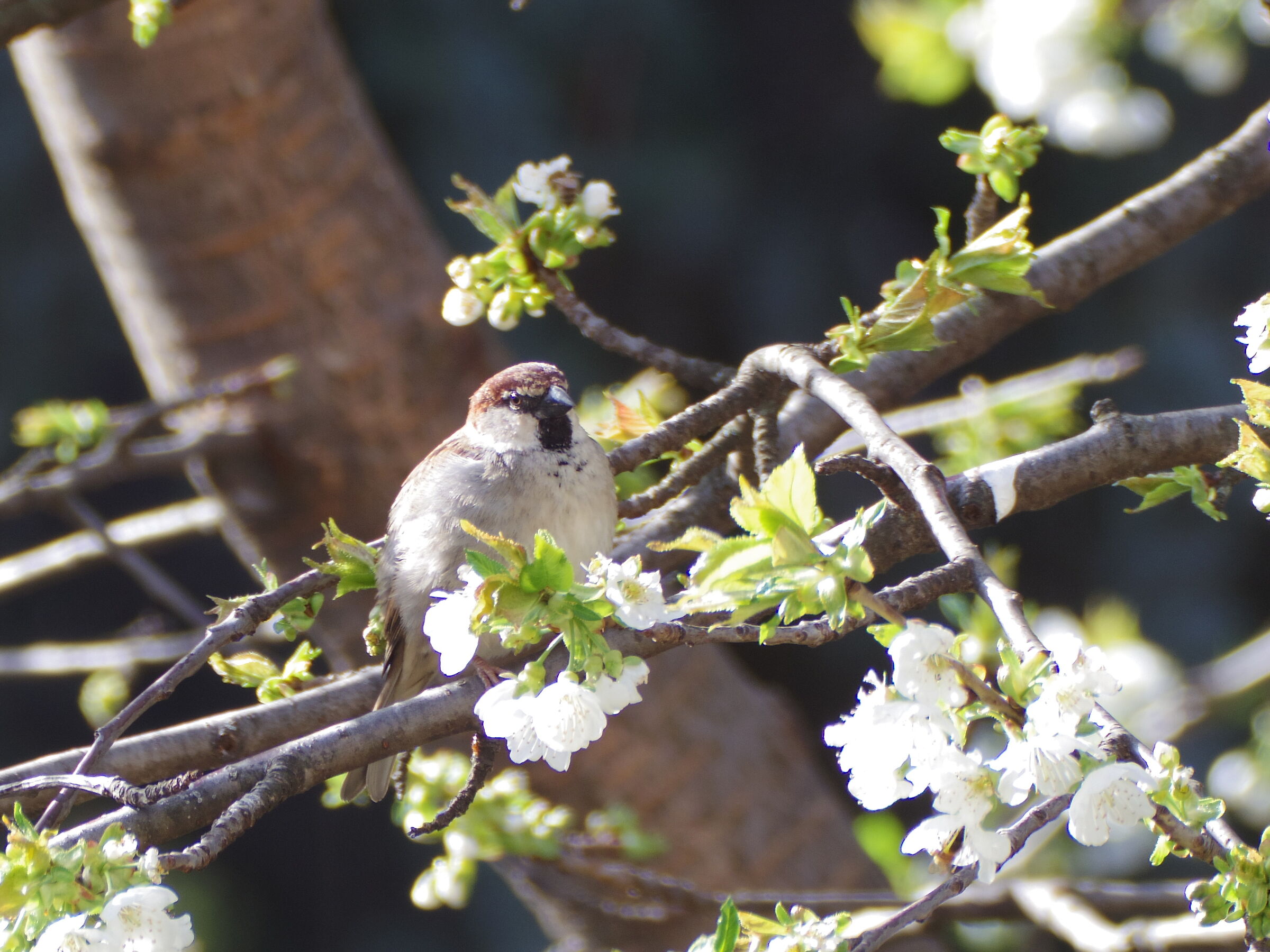 Sparrow
