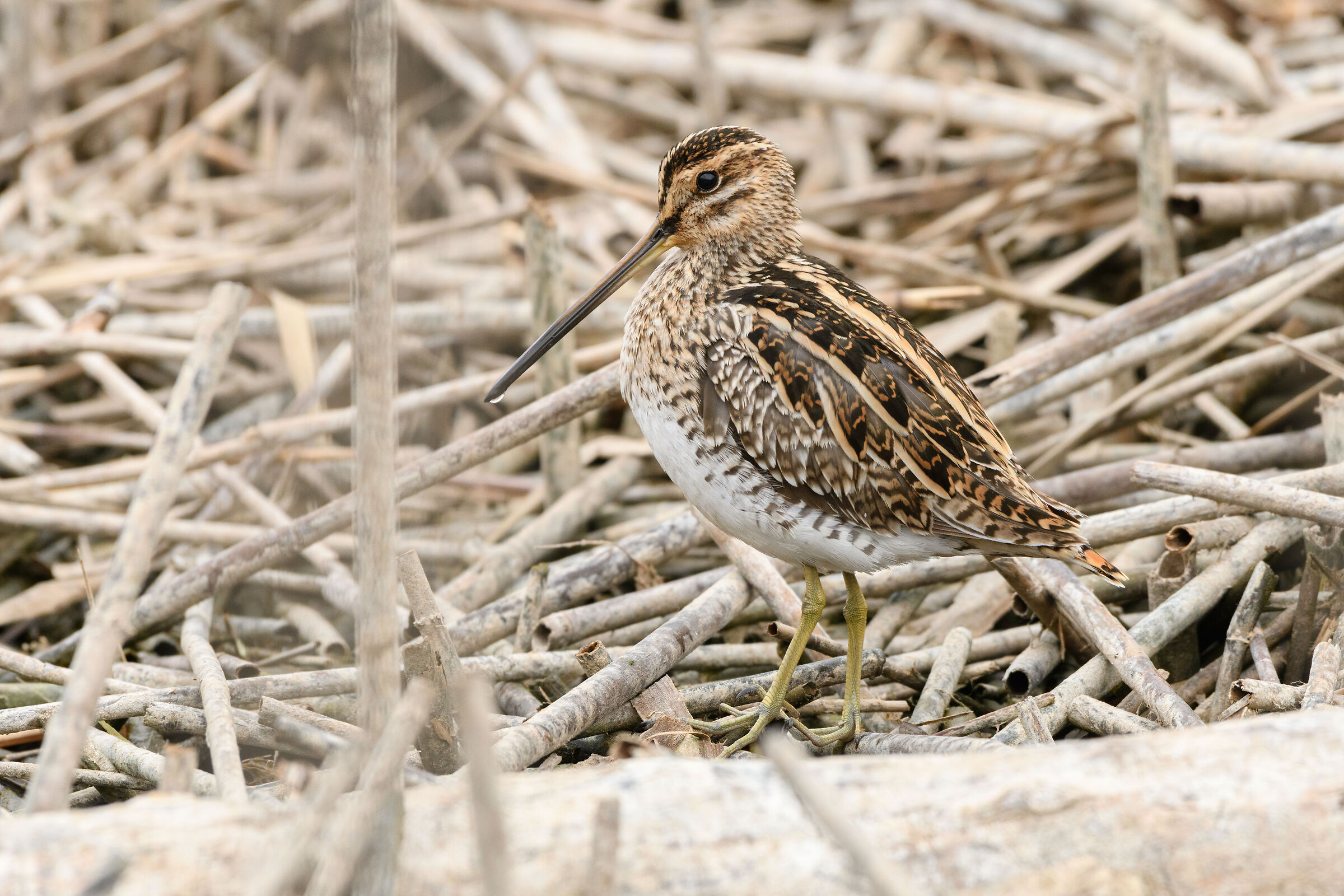Snipe