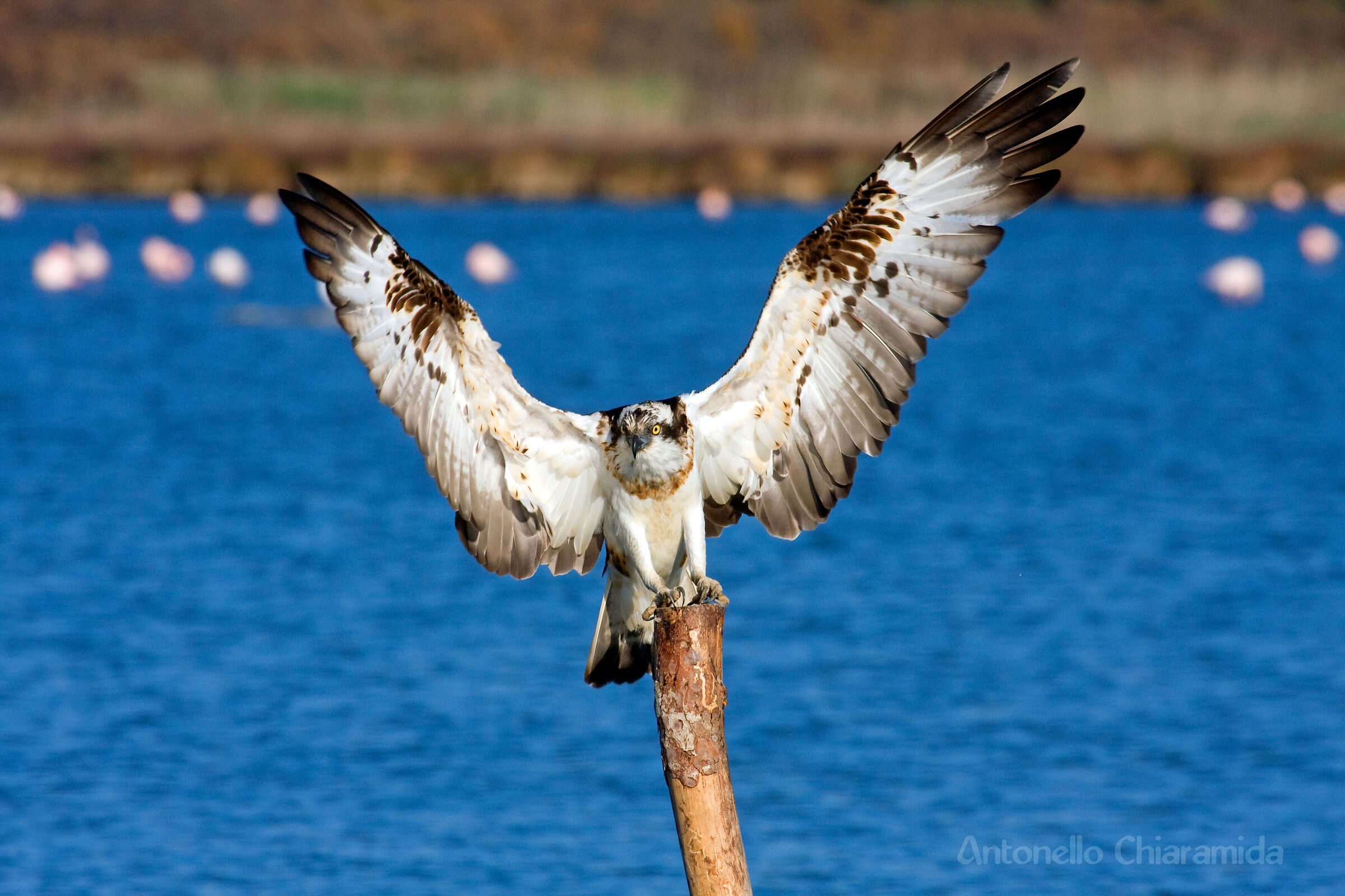 Osprey