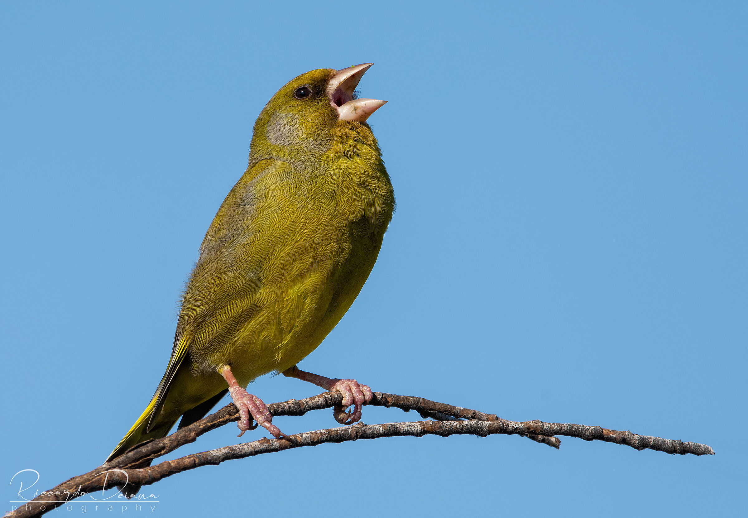 Canterino greenfinch