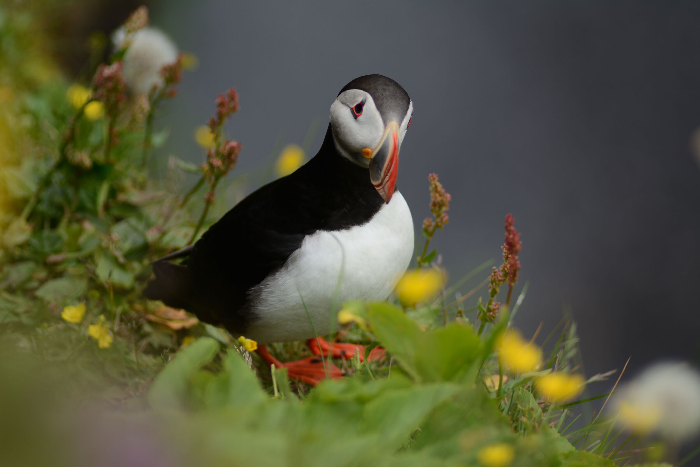Iceland,puffins on the cliffs of Vik