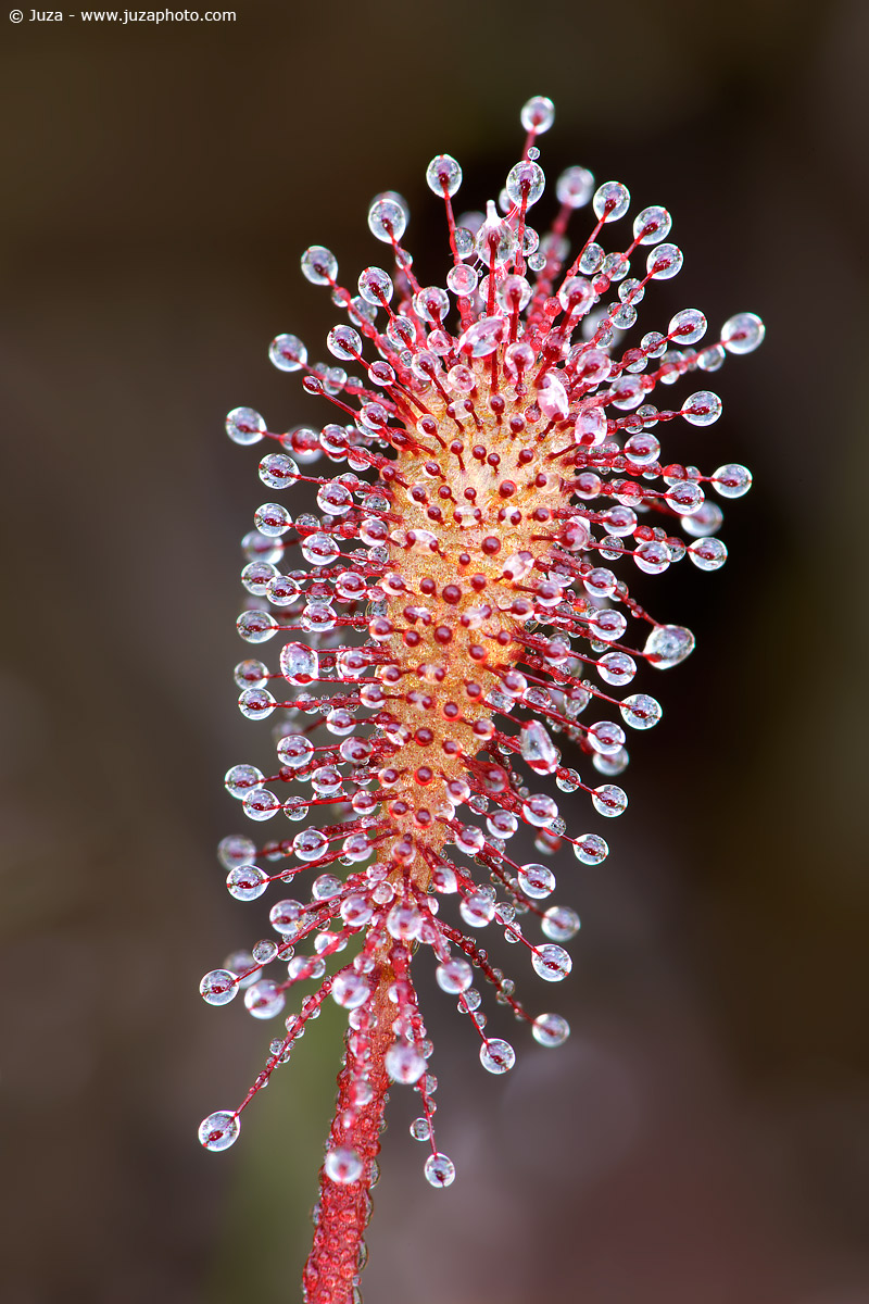 Drosera intermedia, 007423