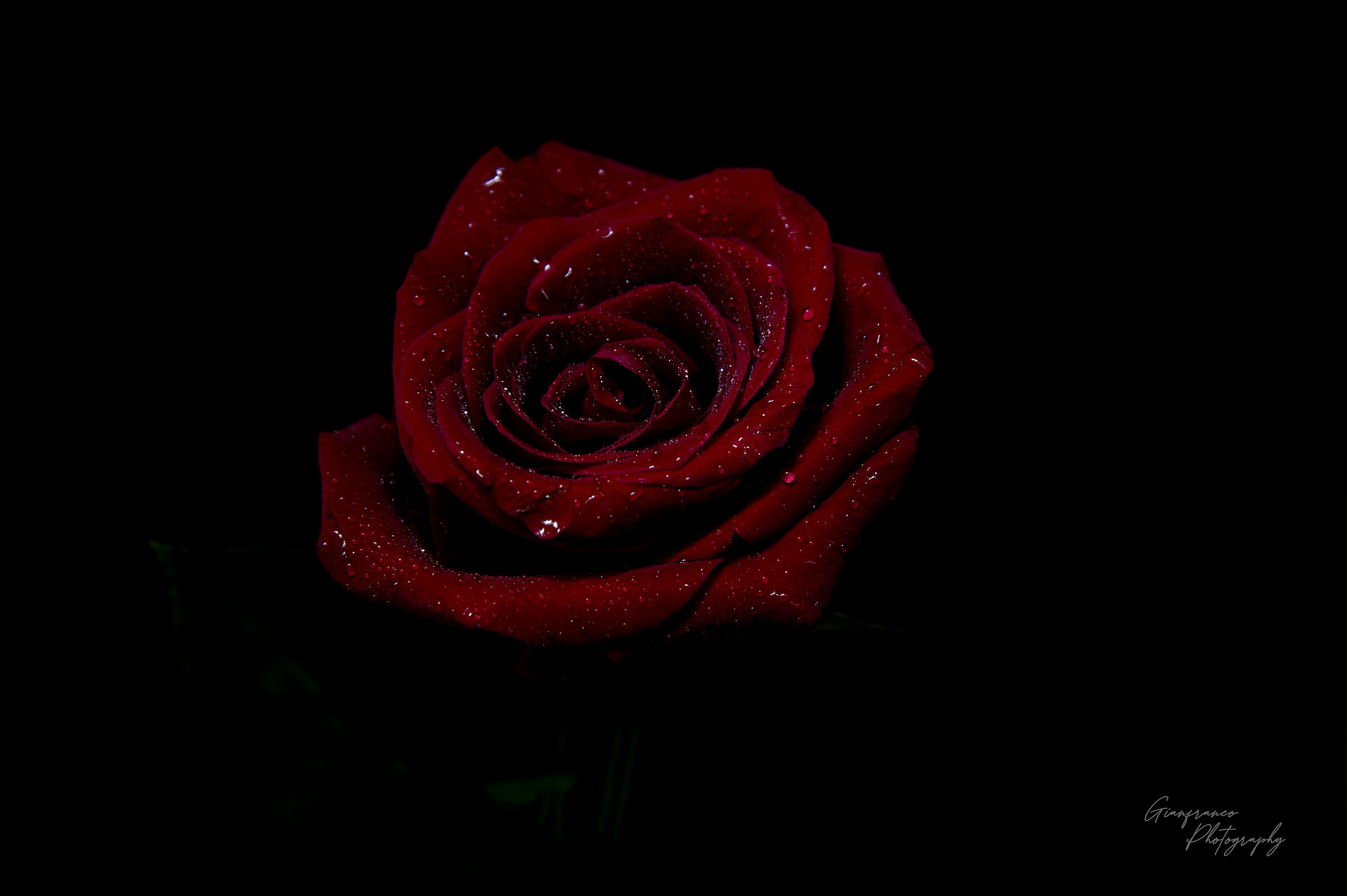 Red rose in black