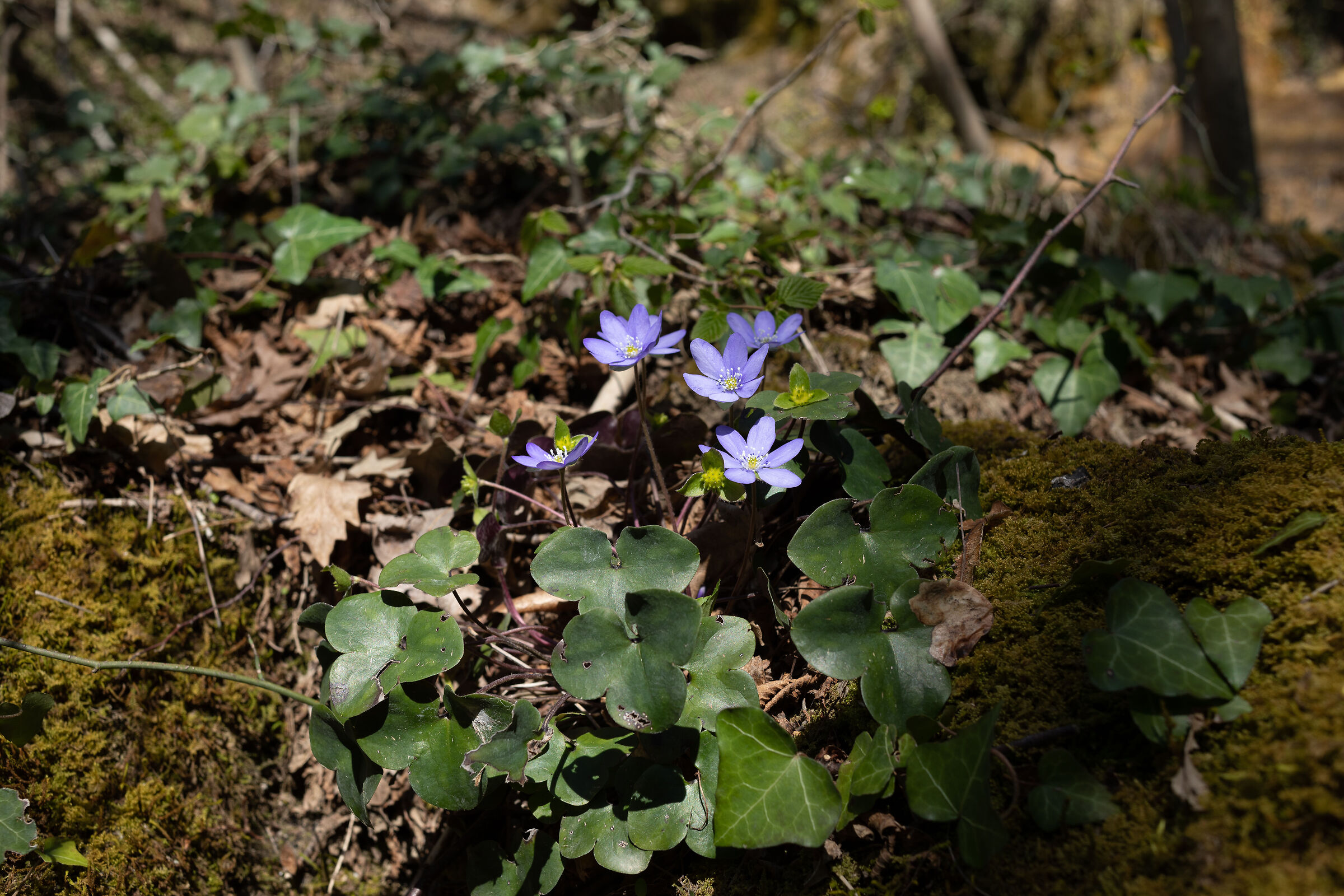 Spring