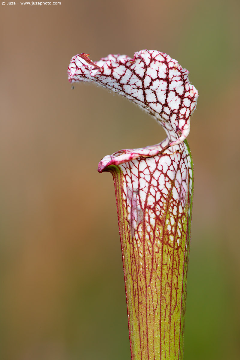 Sarracenia leucophylla, 007429