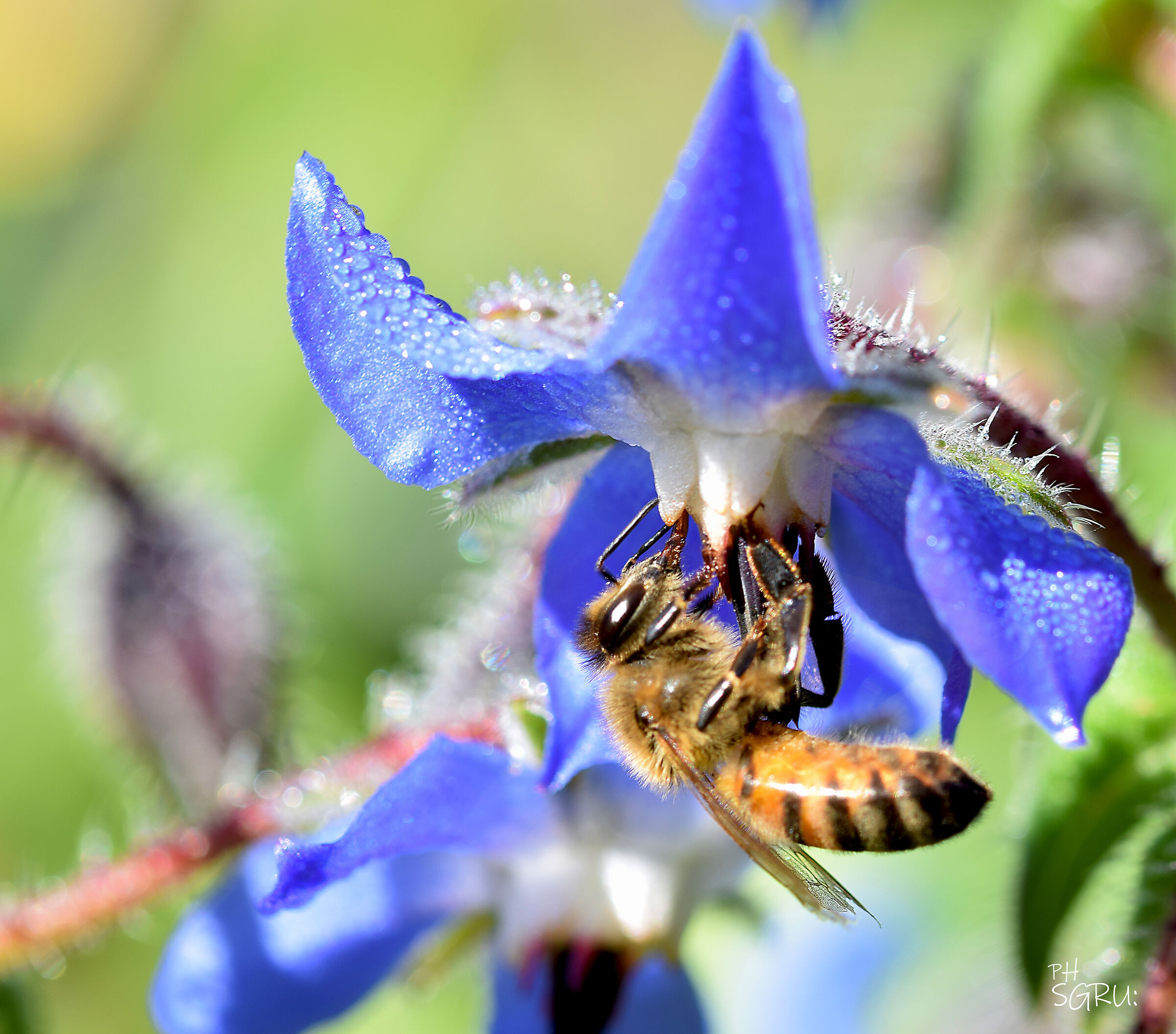 breakfast at borage