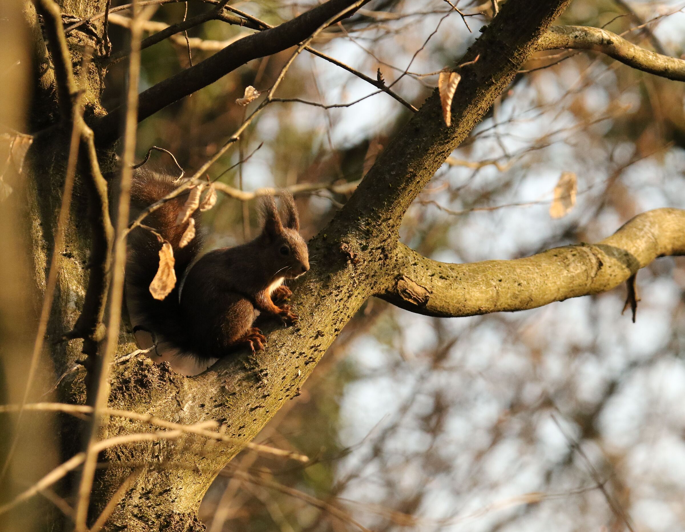 Red Squirrel - Oasis The Foppe