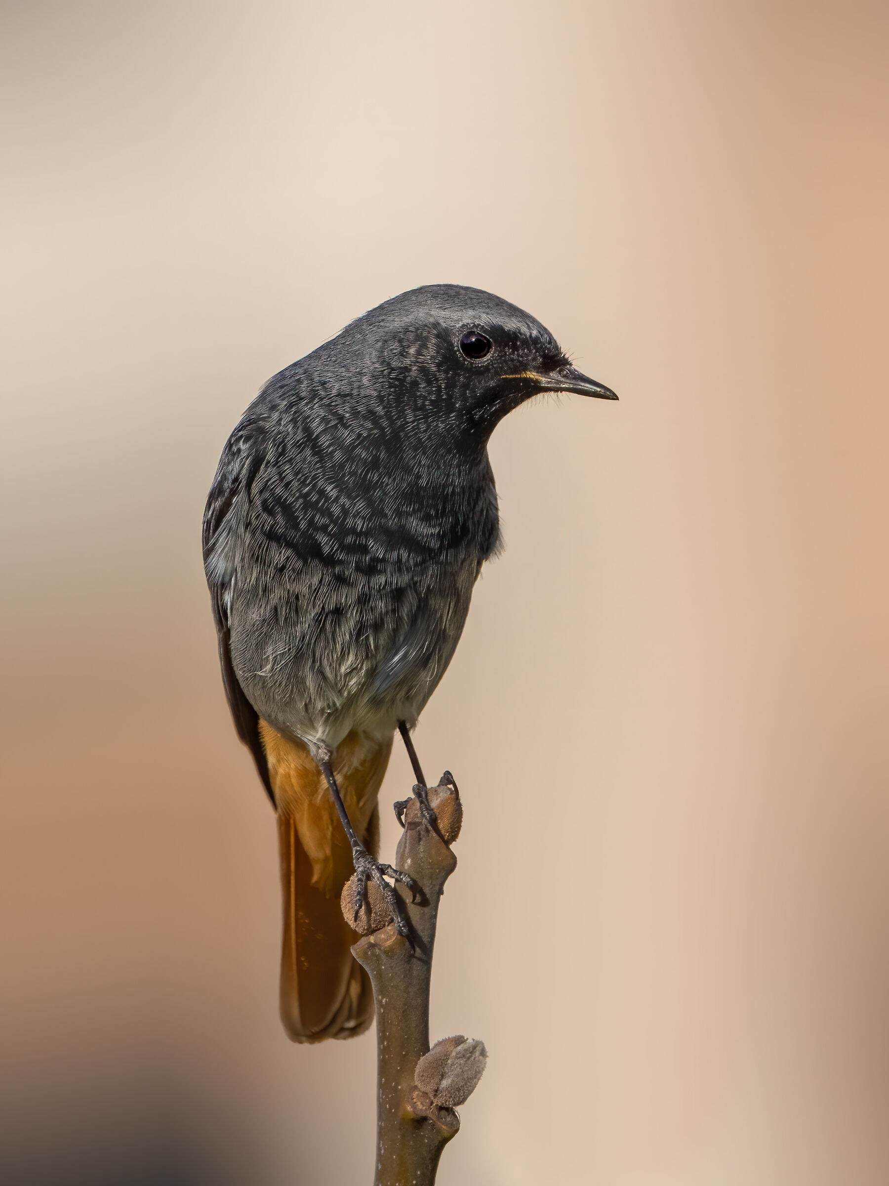 codirosso - Wikipedia