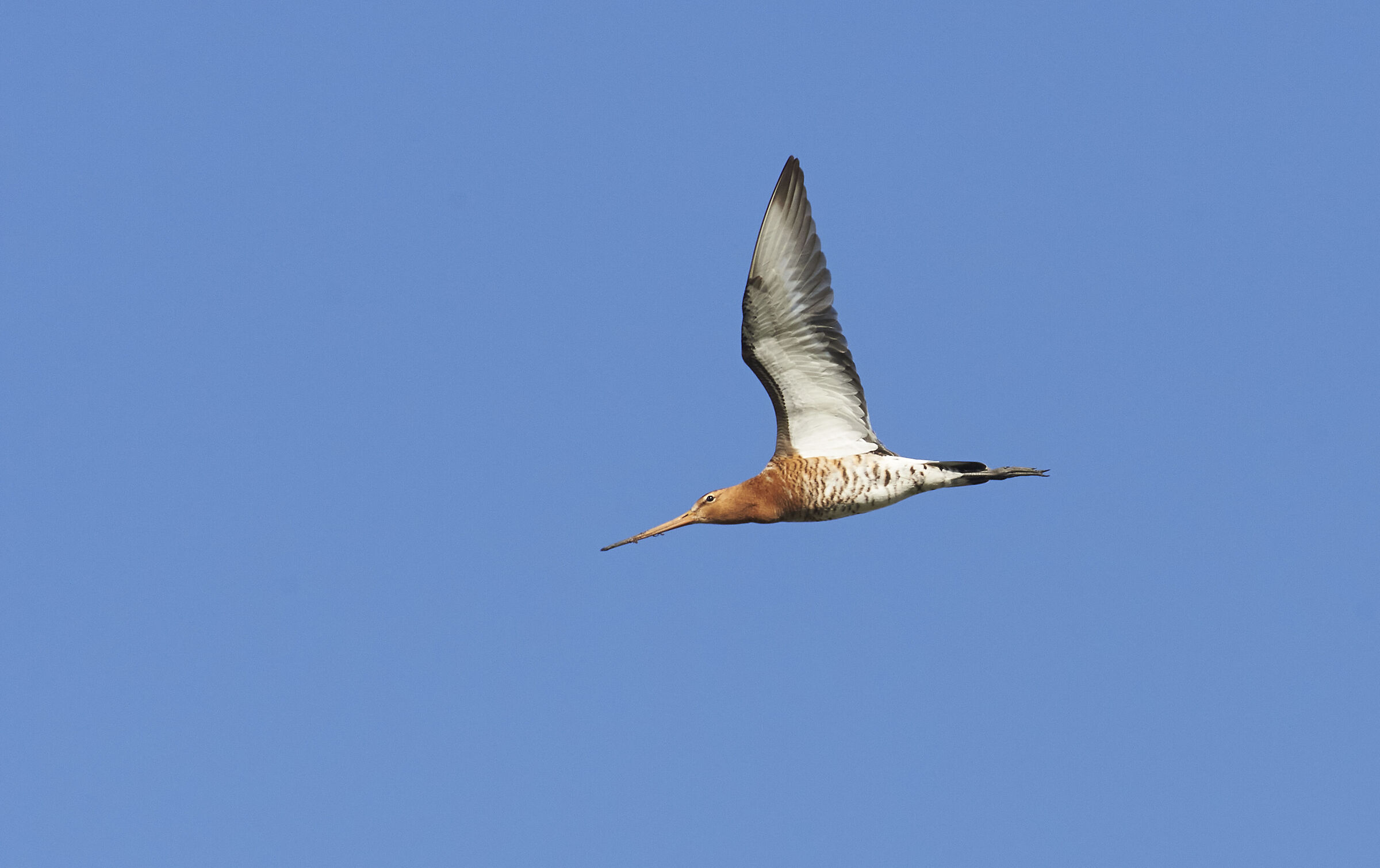 Godwit dalla coda nera