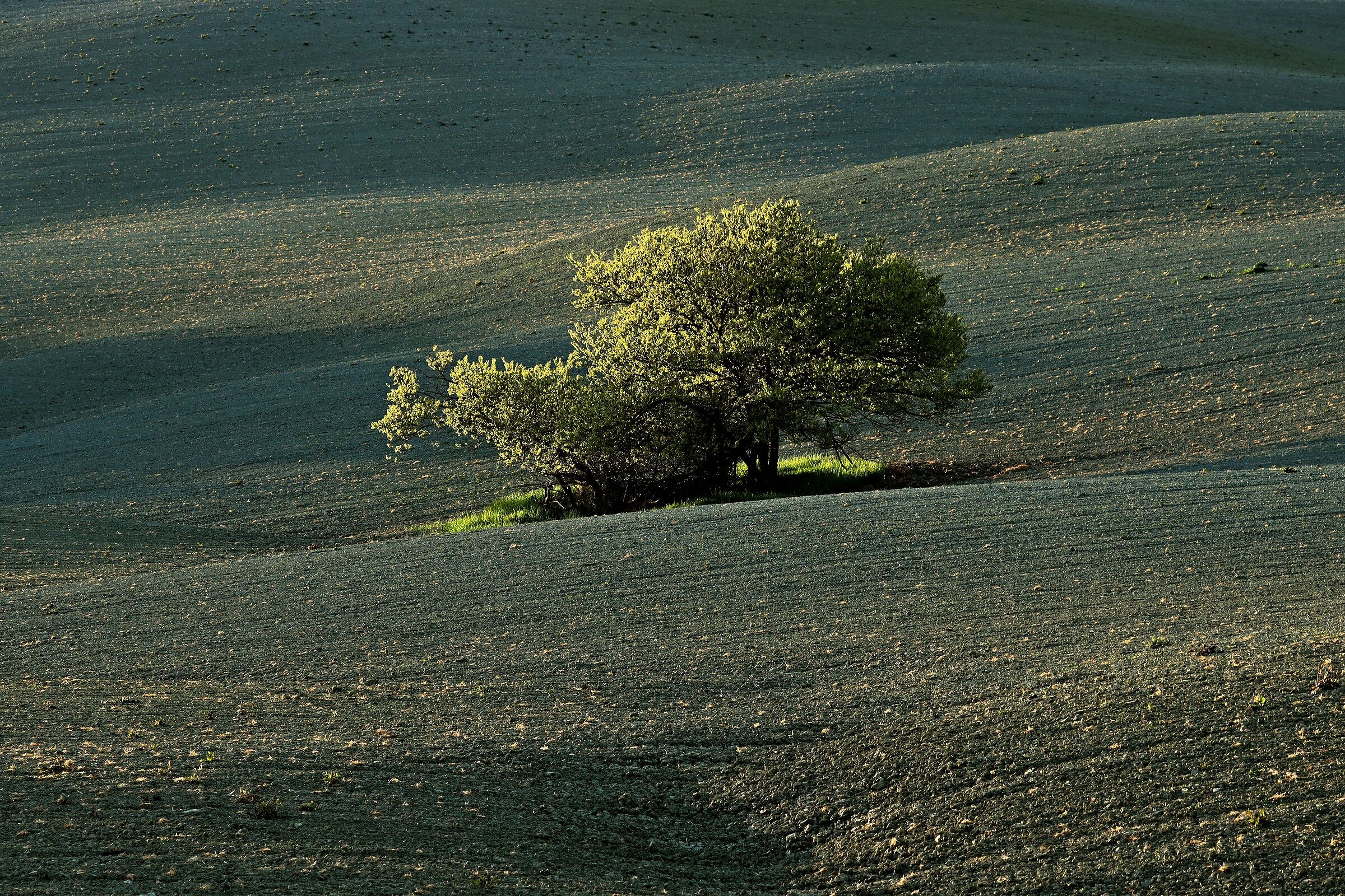 C'è vita su....lle argille :-)