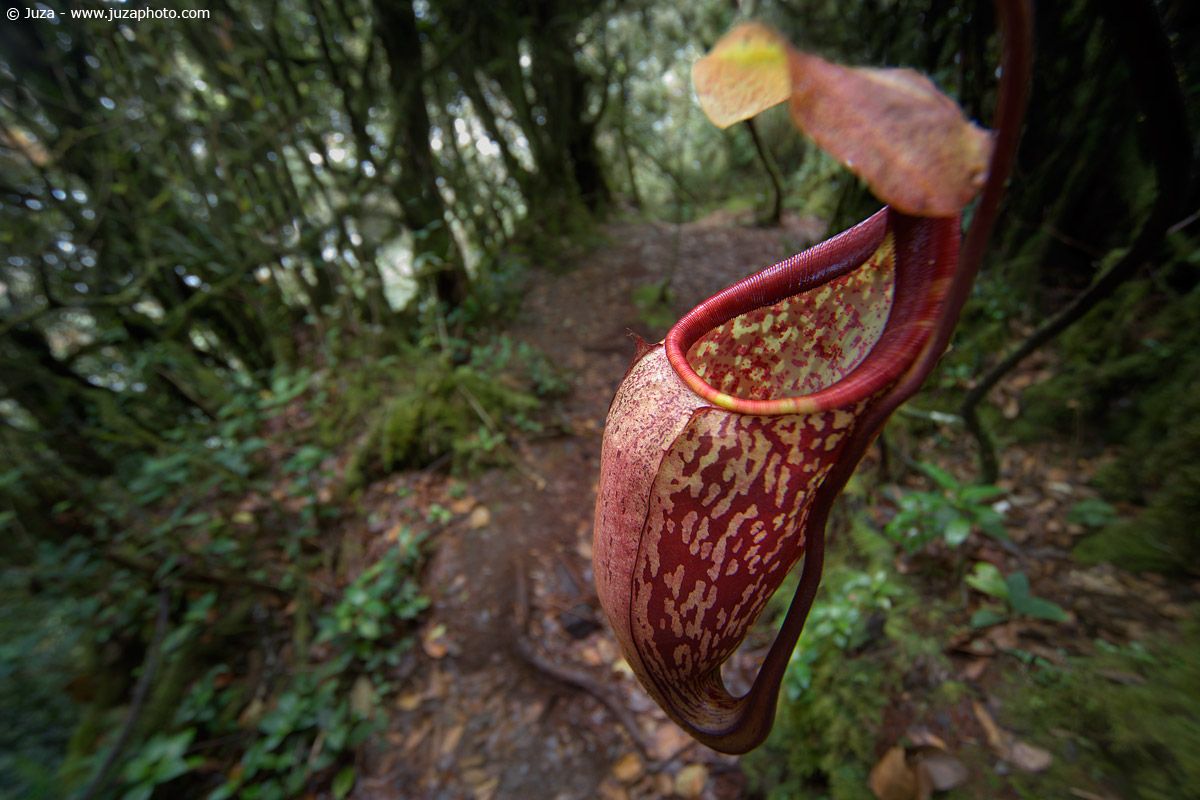 Nepenthes sp., 009398