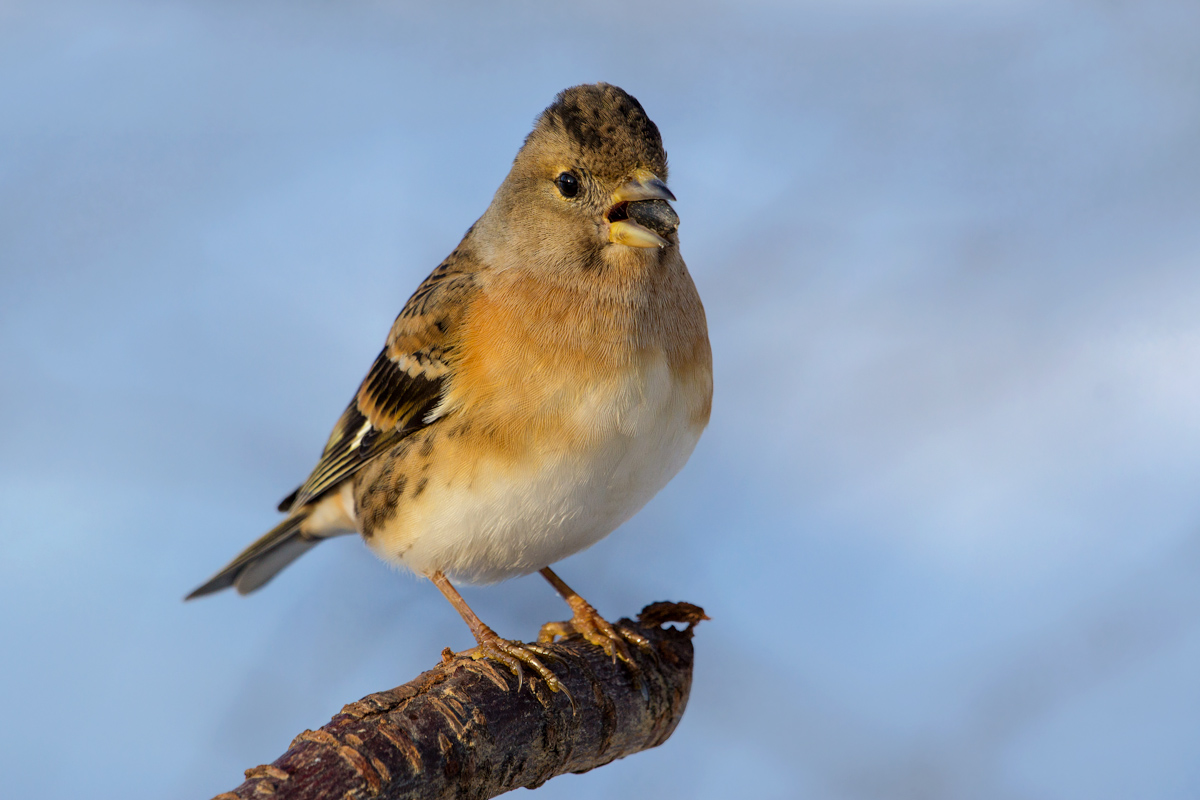 brambling female