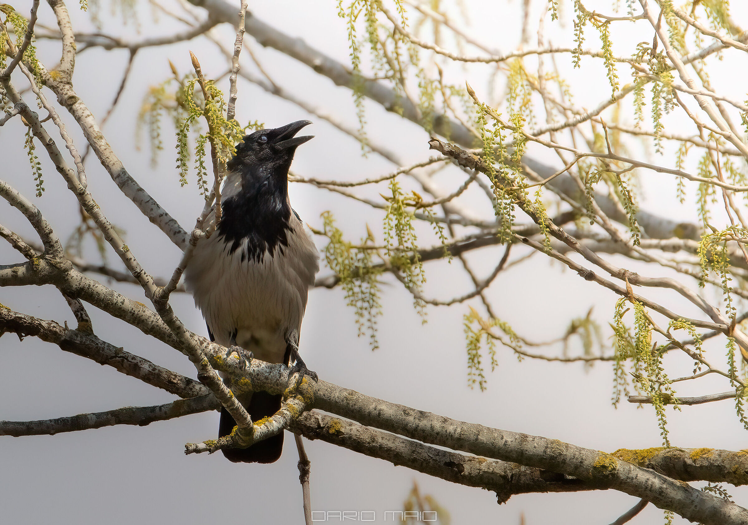 The singing of the gray crow.