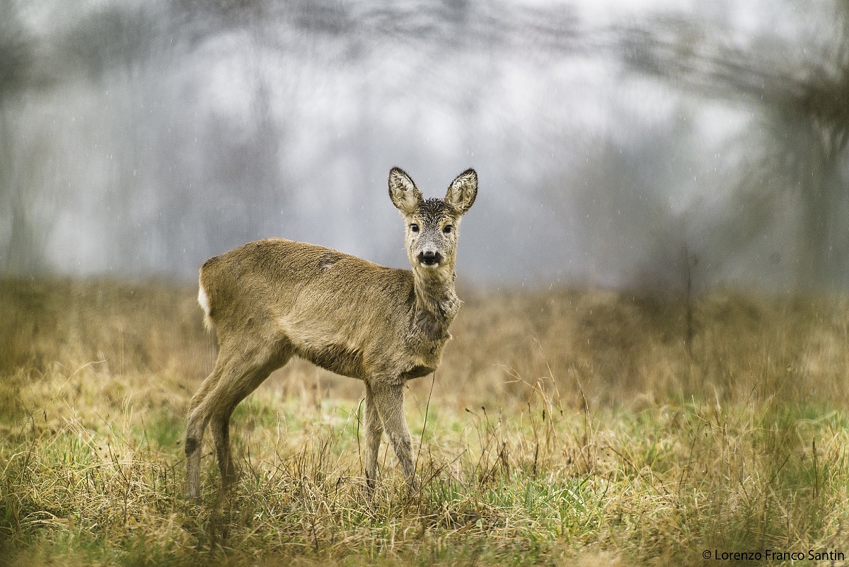 Roe deer