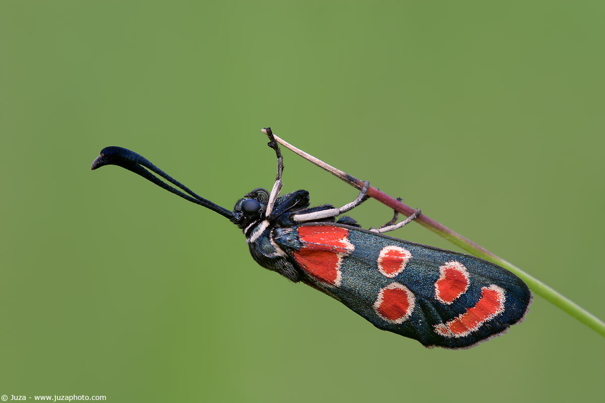 Zygaena carniolica, 005820