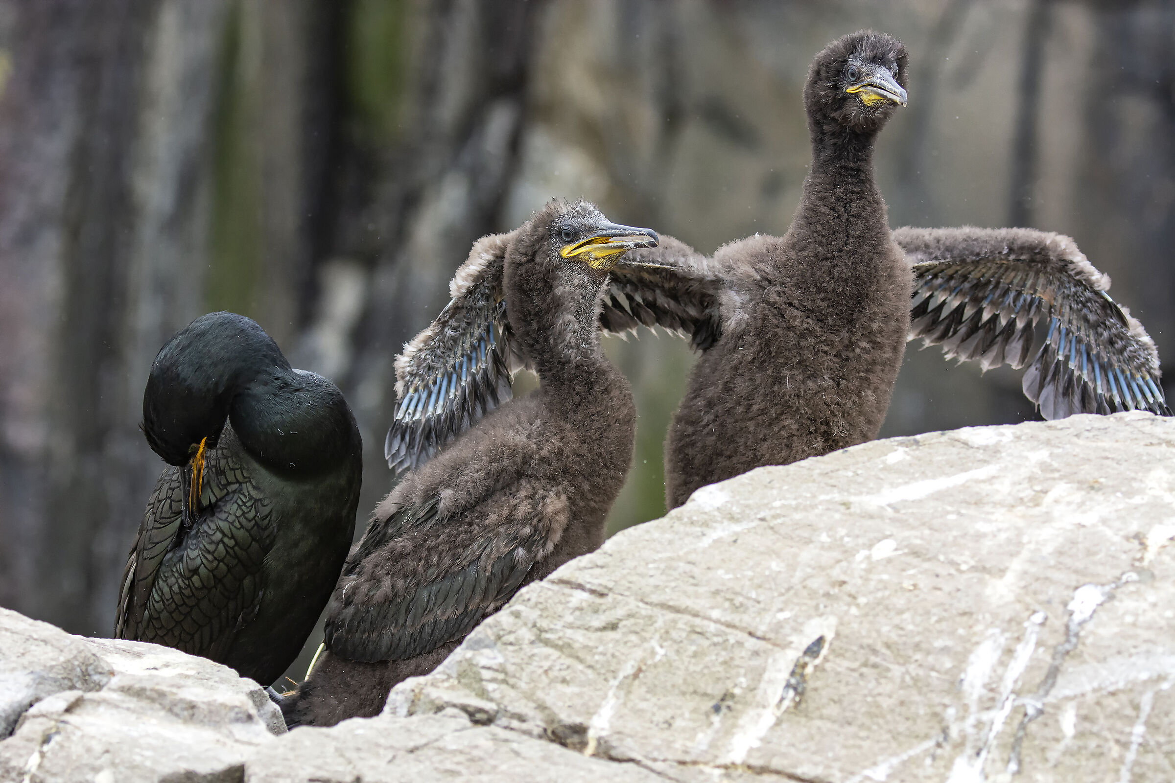 Marangone from the Tuft with Pulli