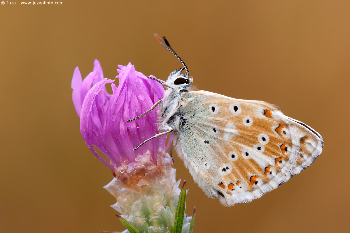 Polyommatus coridon, 005996