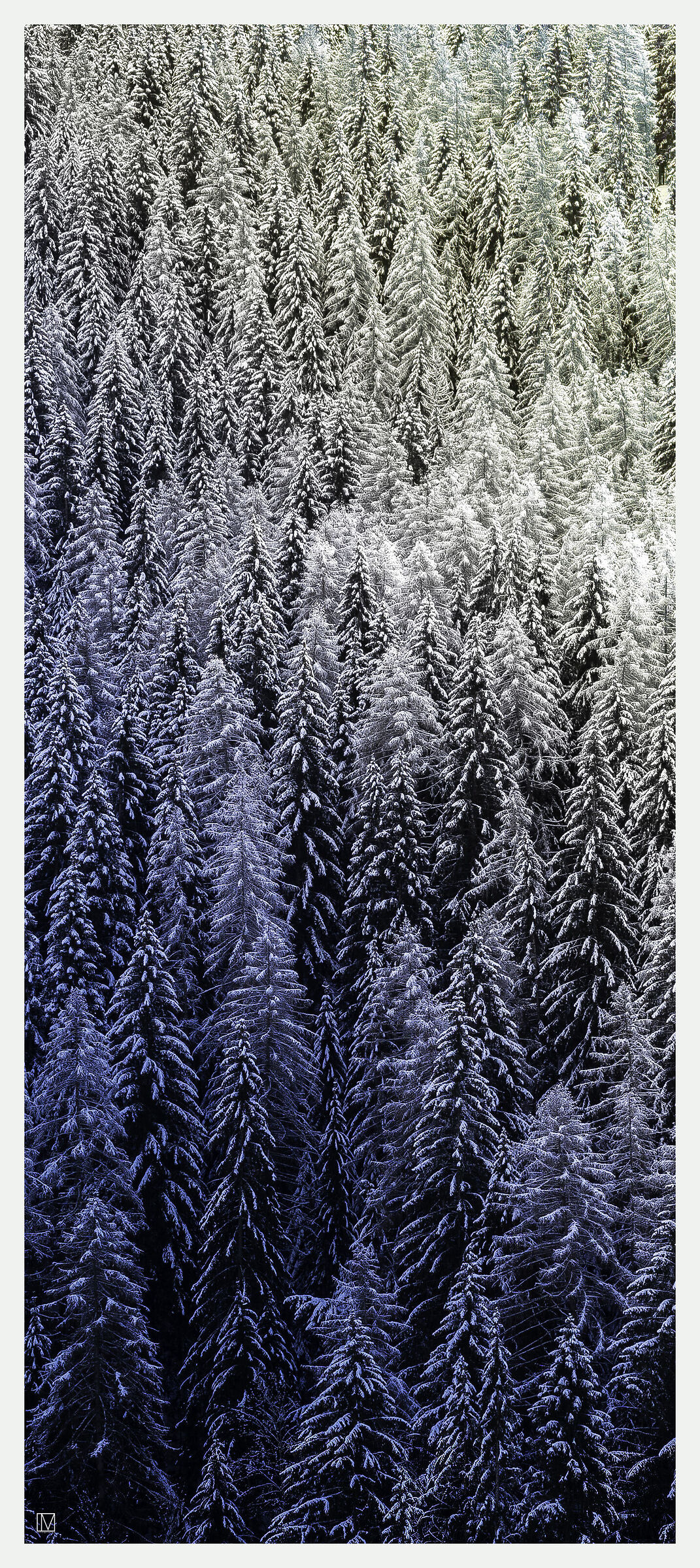 Winter forest