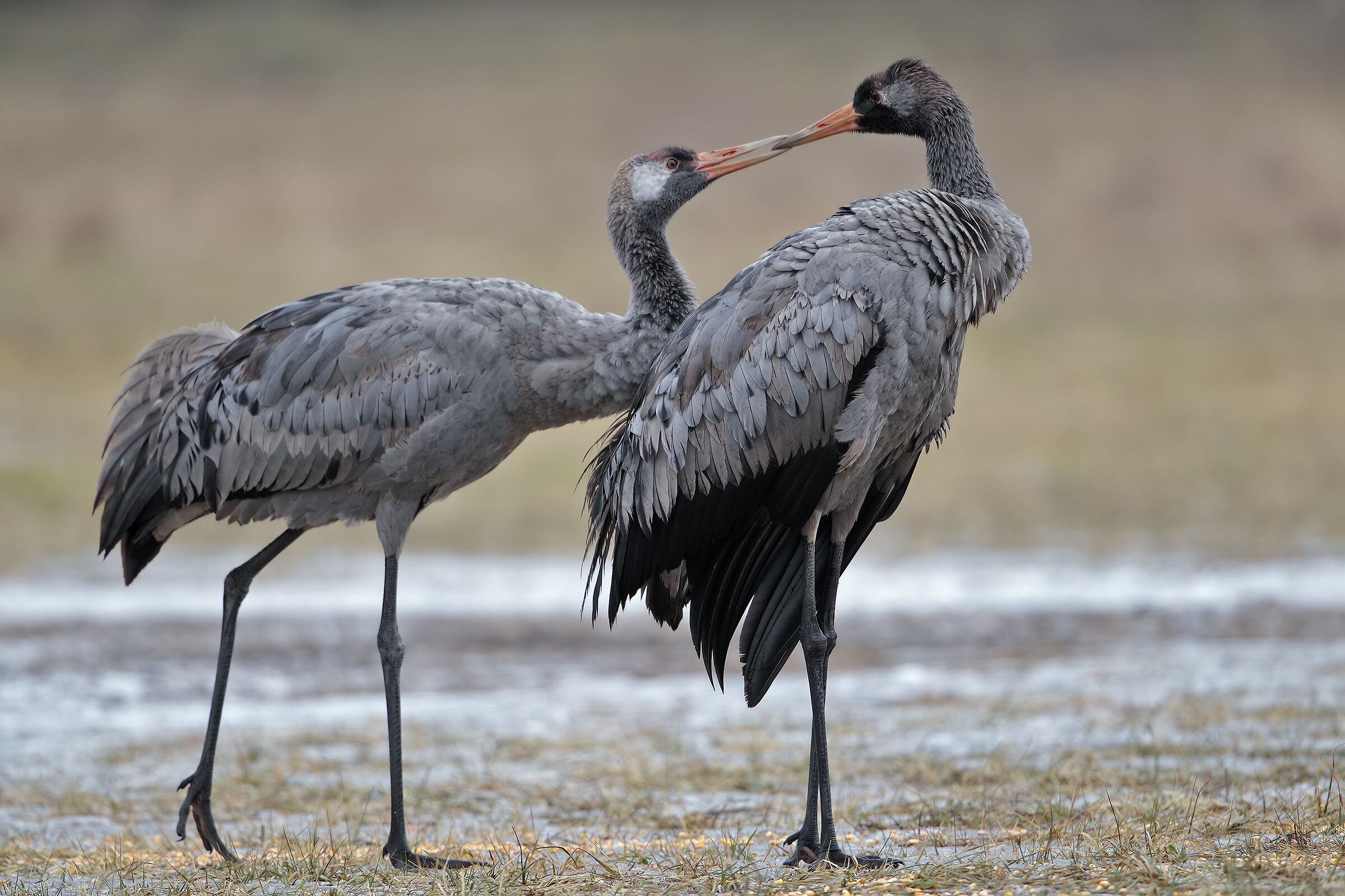 Gru cenerina (bacio all'alba)