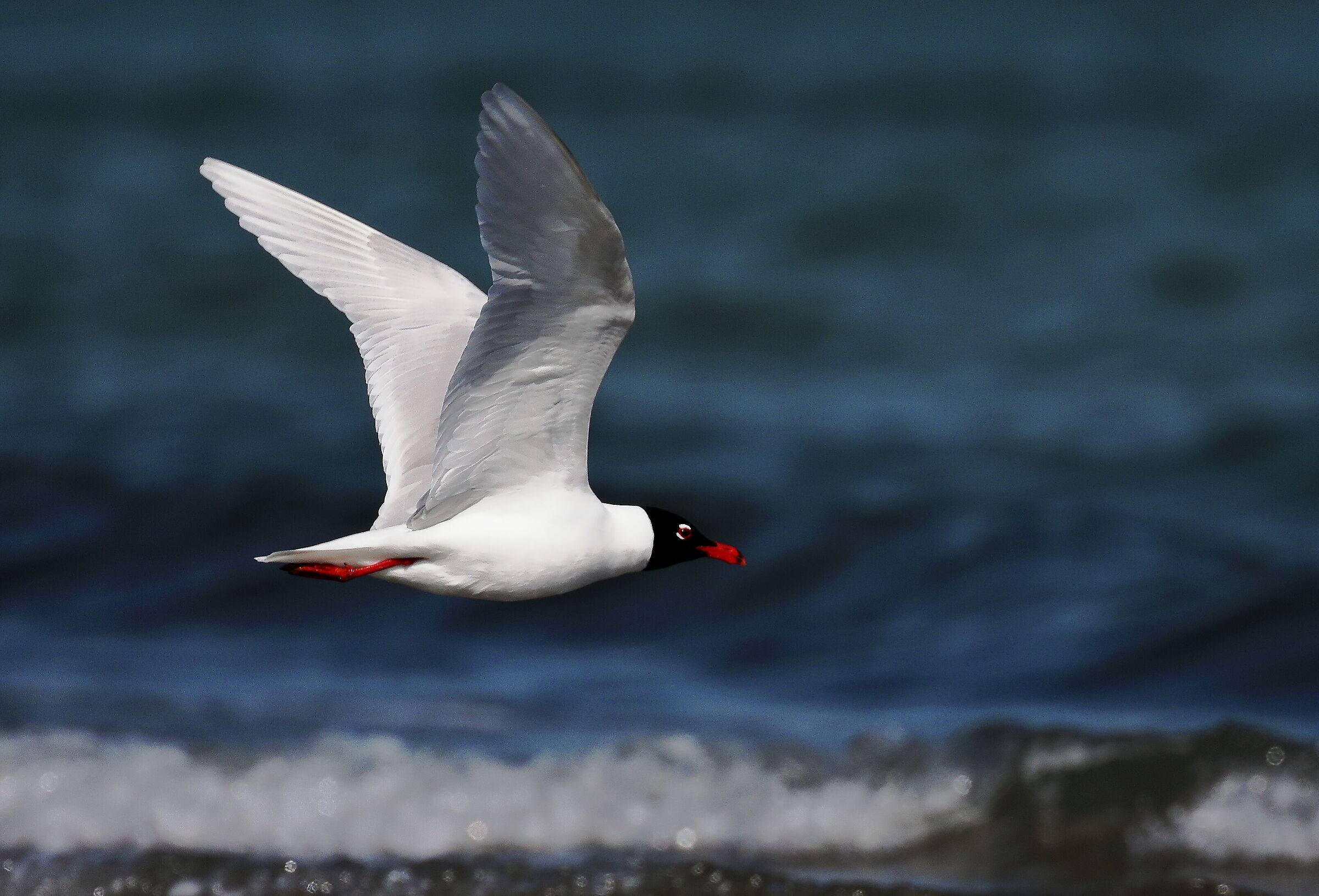 Gabbiano corallino in volo.