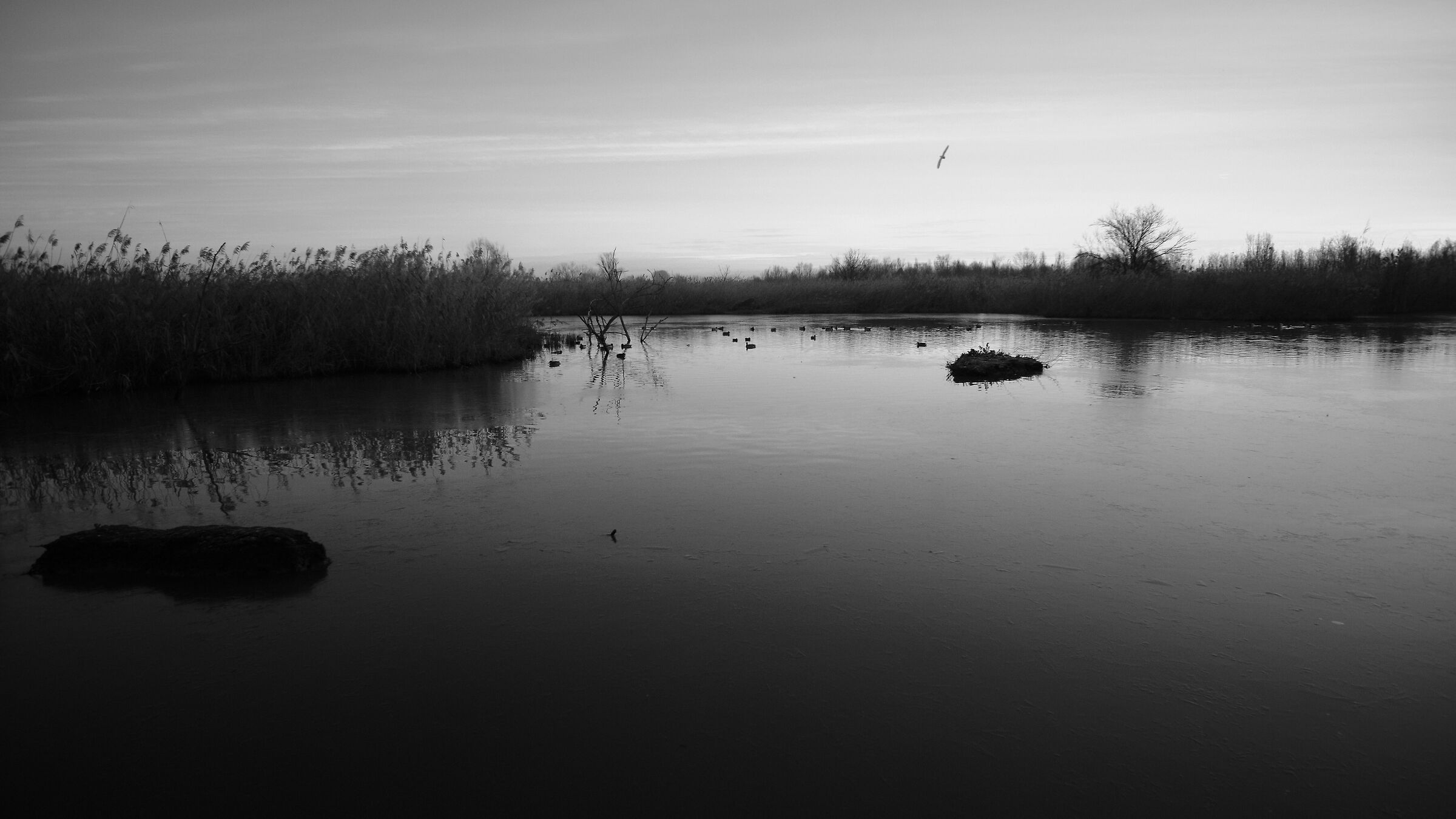 Palustre environment