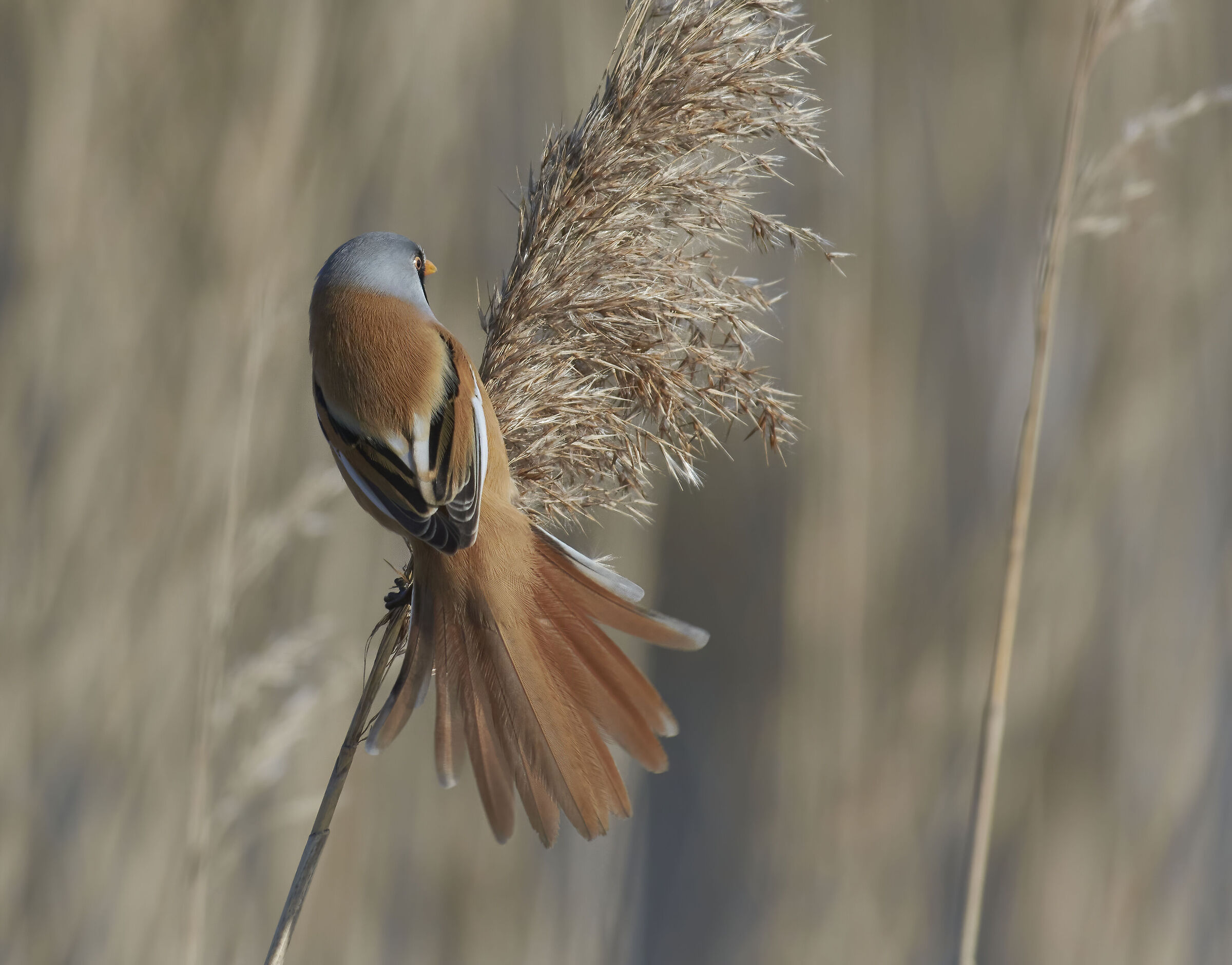 Bearded Reedling beautiful tail.