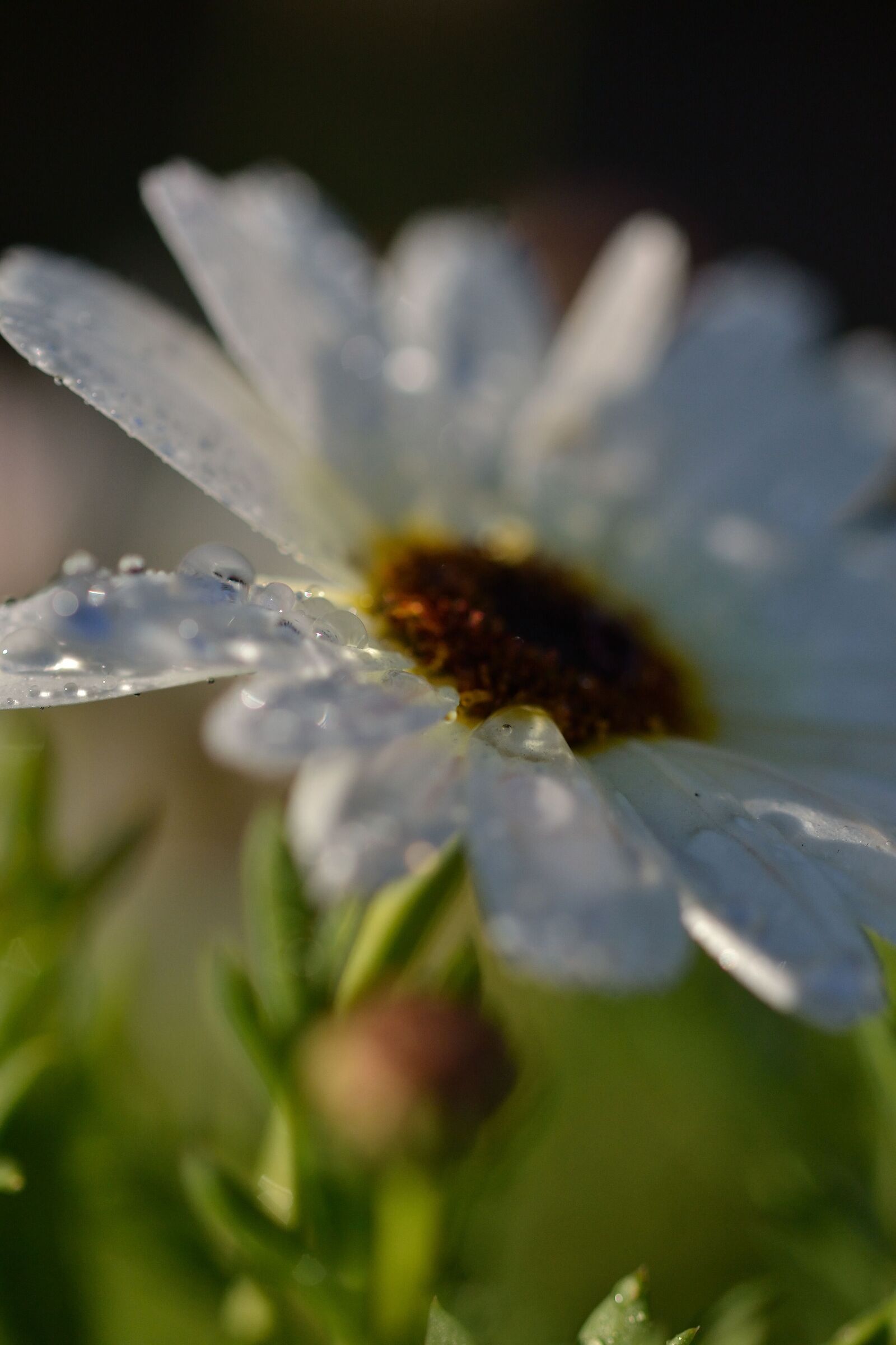 Daisy