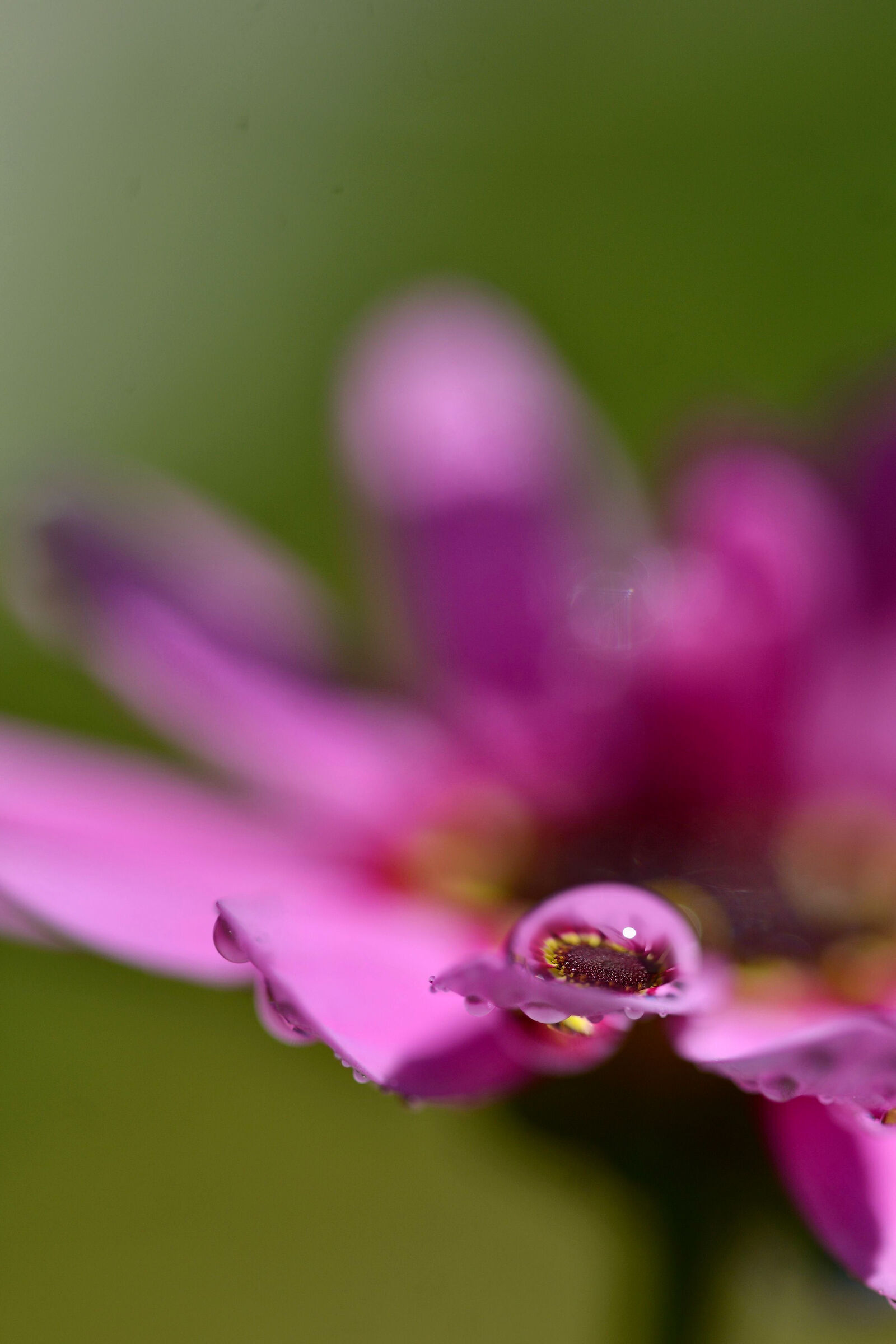 Dewdrops