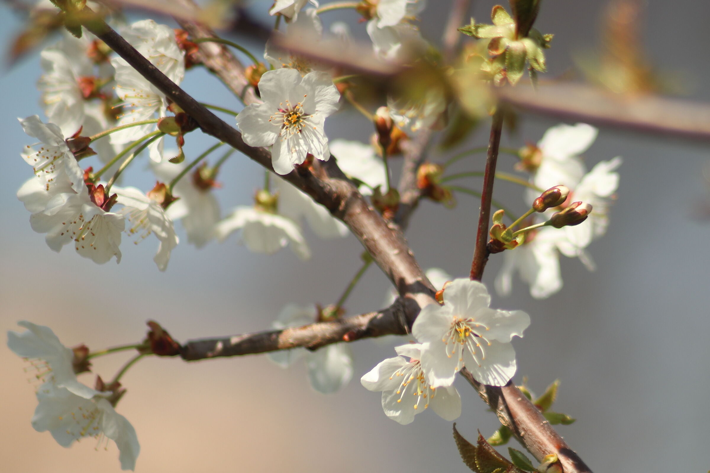 test 135 mm