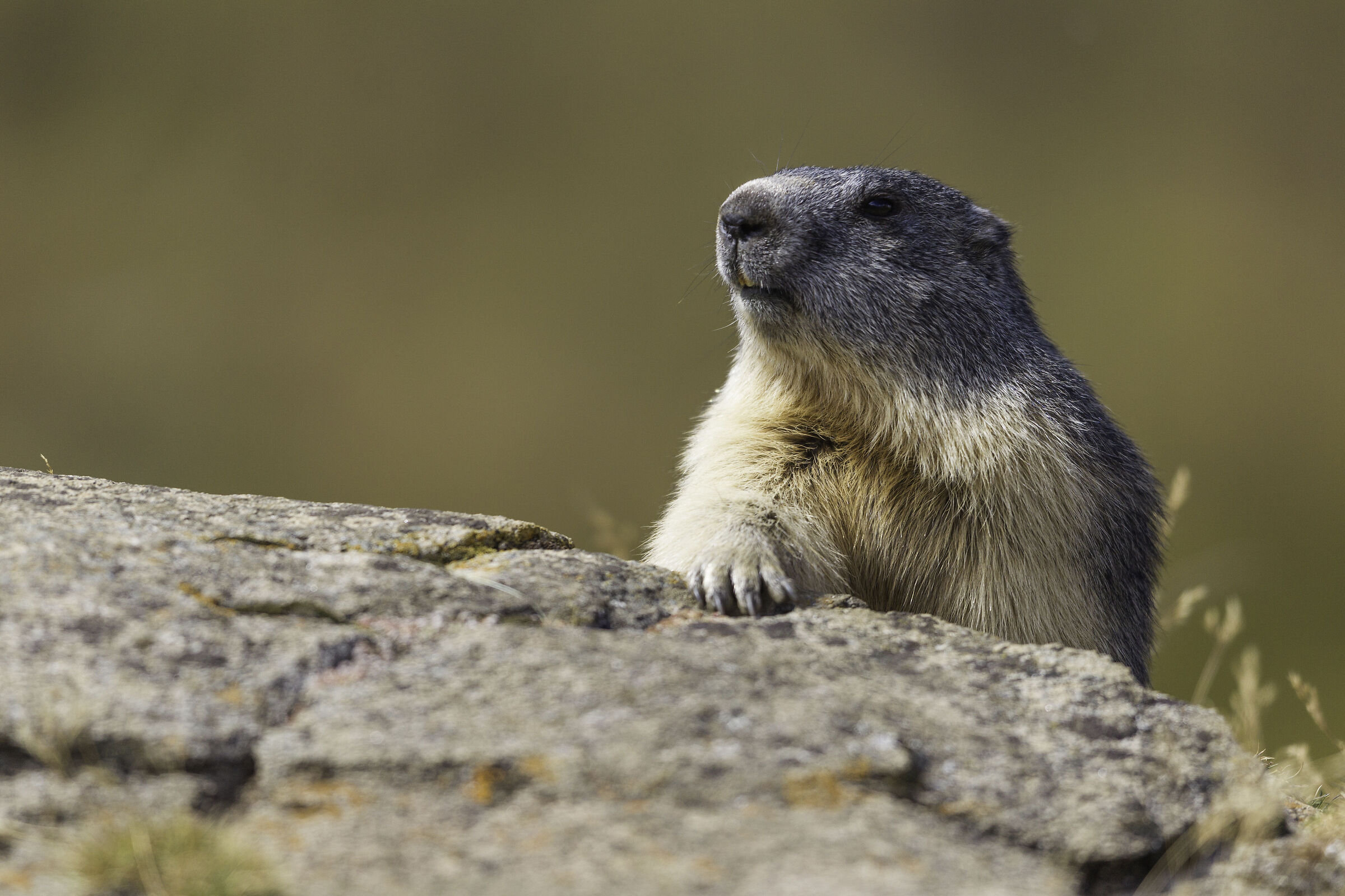 Marmot coming out of the burrow