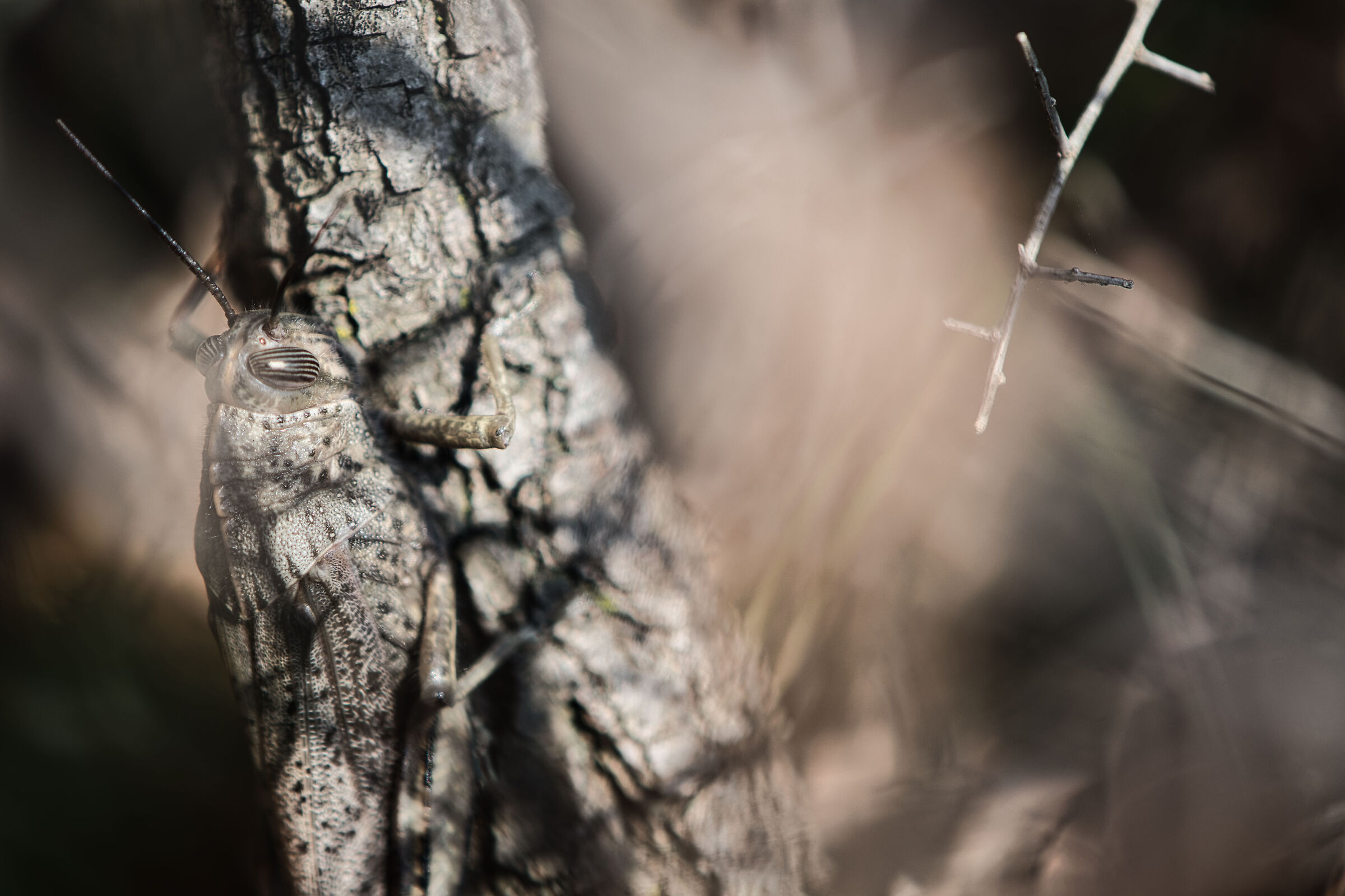 Locust