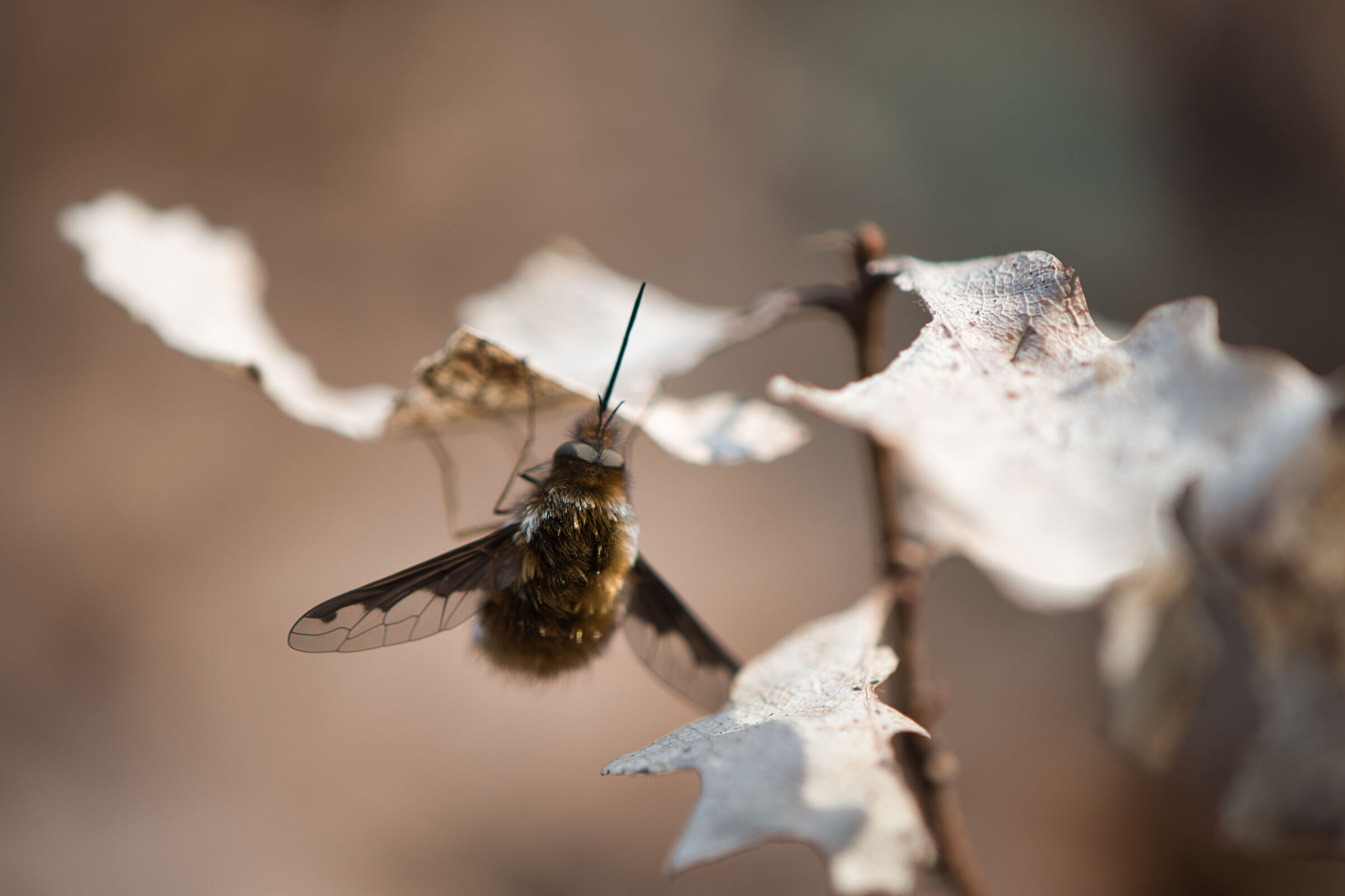 Bombylius, 19