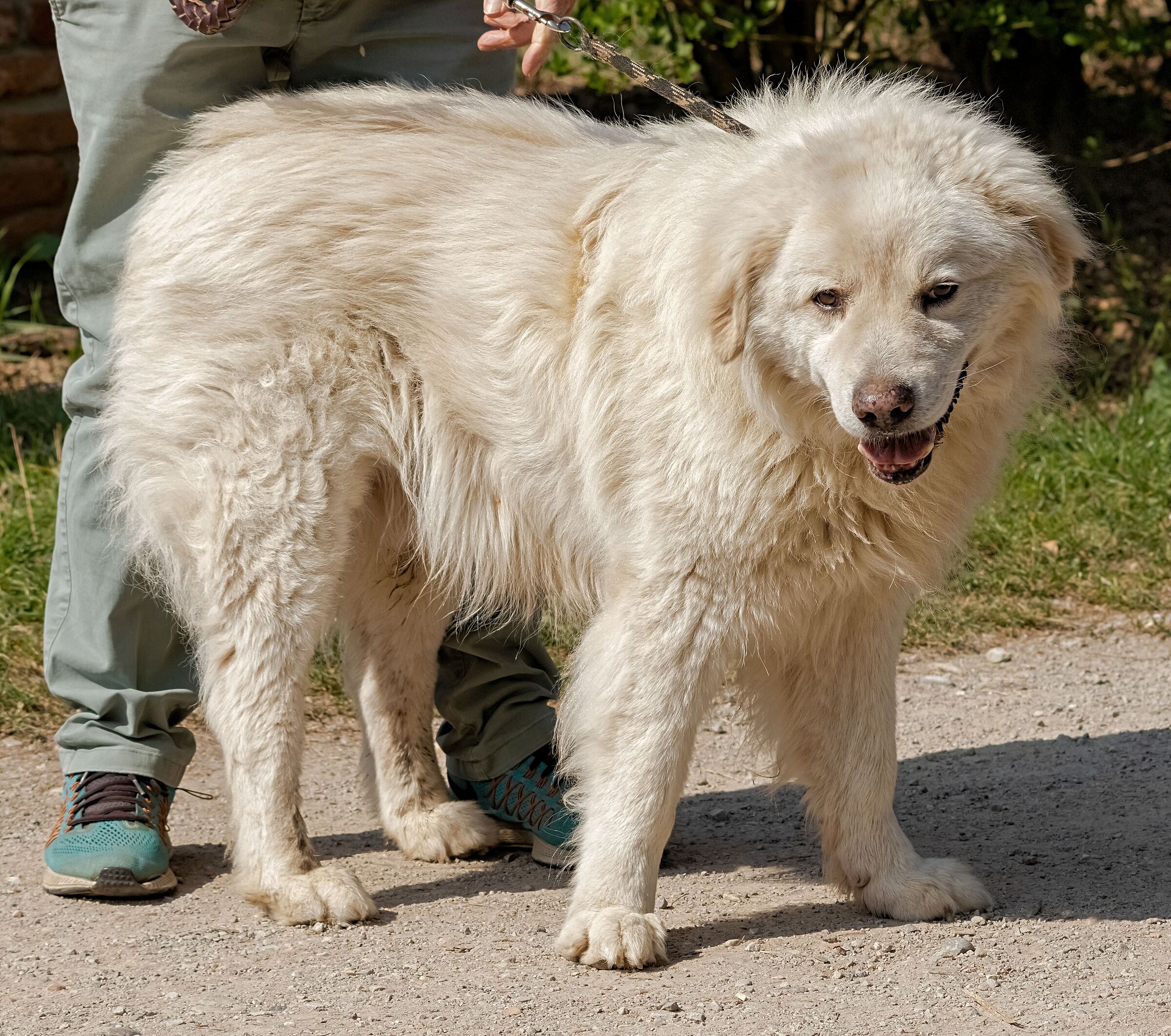 Maremma shepherd from Abruzzo Samson 15/08/2020