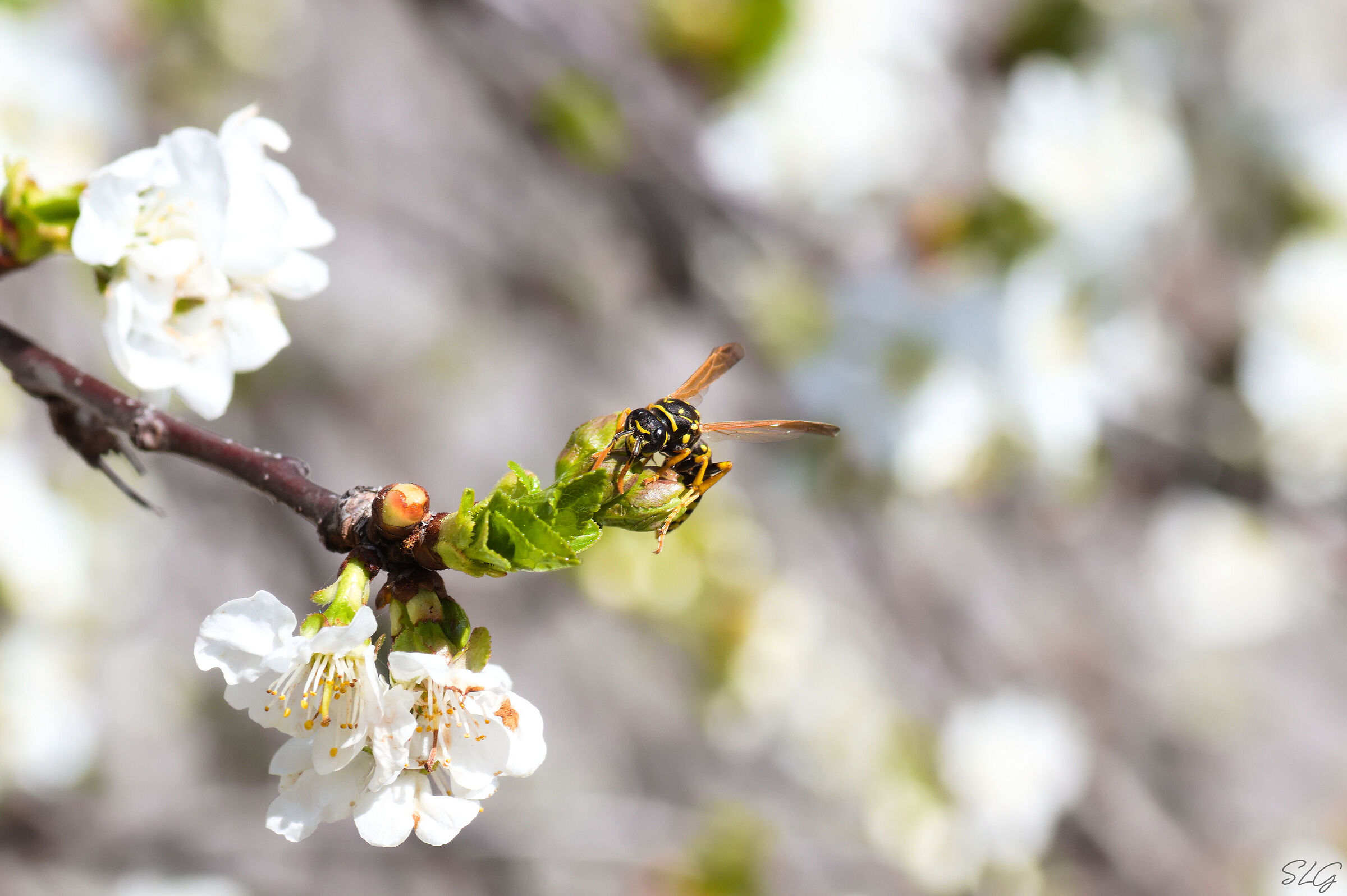 Polystes on flower of Prunus cerasus