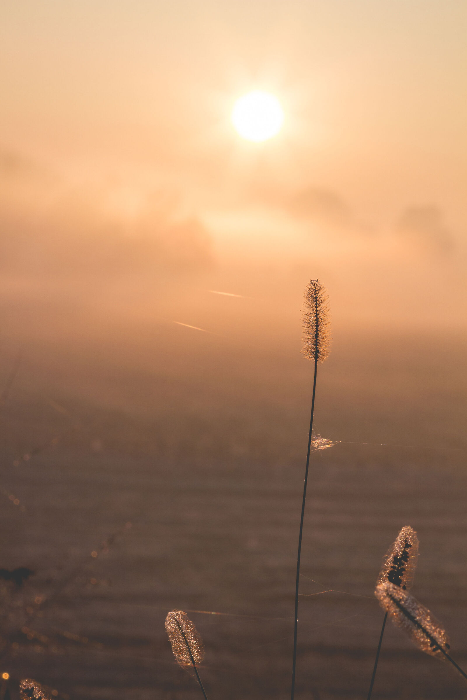 Correvi con la biga nei circhi