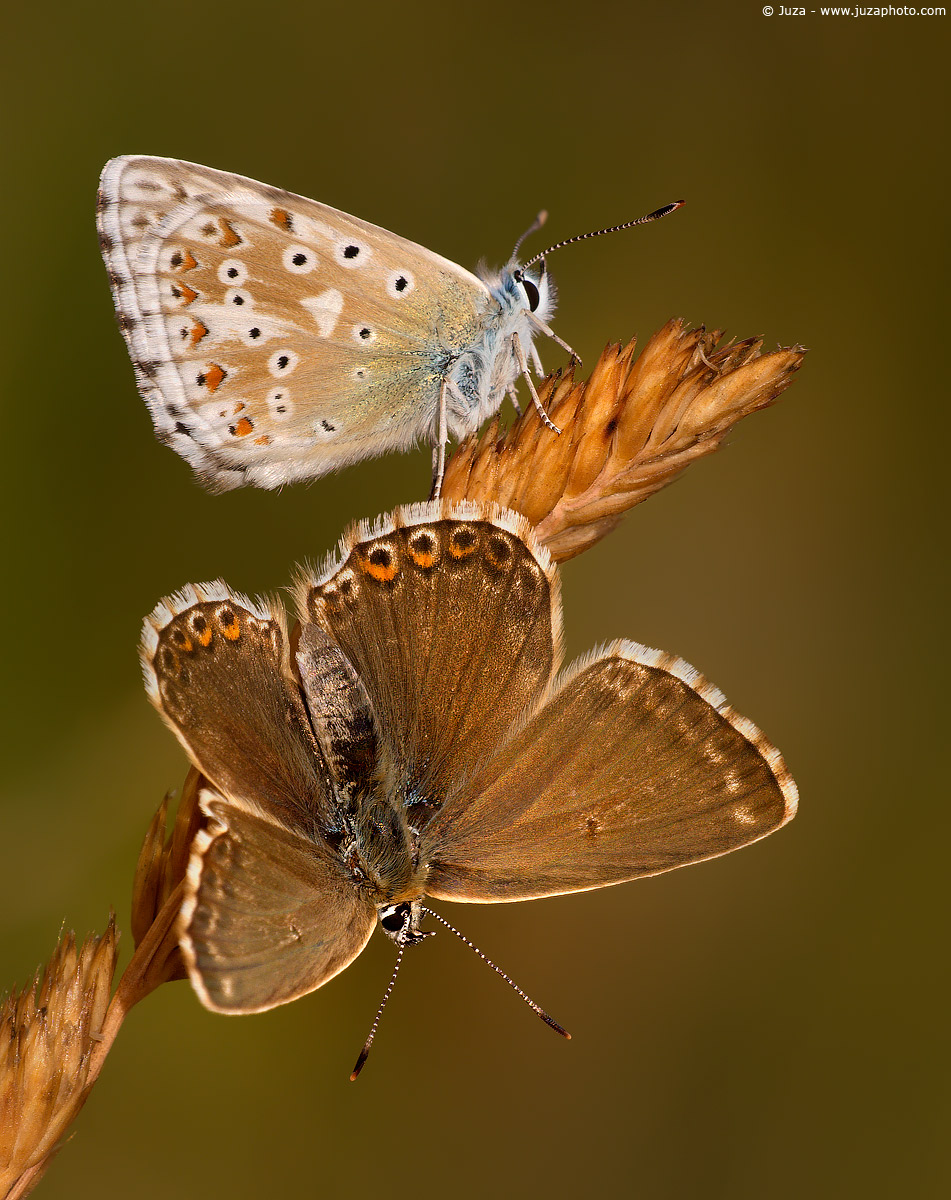 Polyommatus coridon, 005988