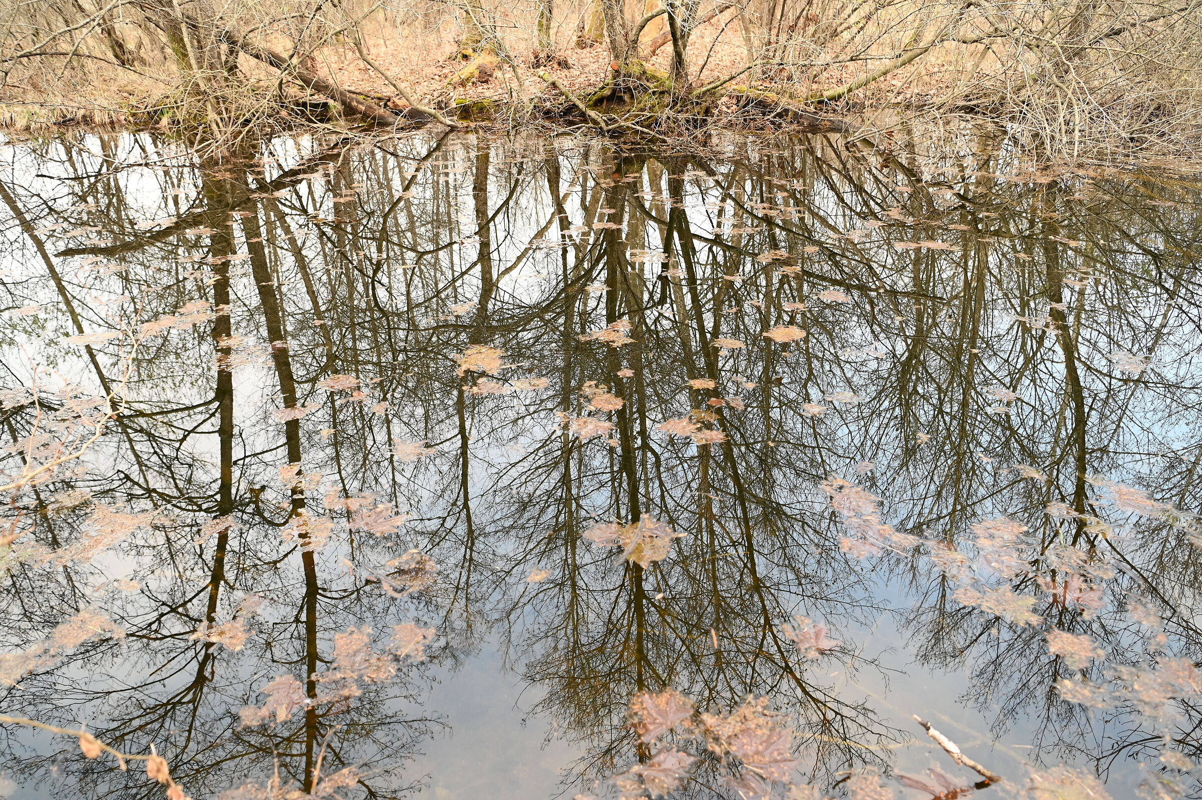 Bog