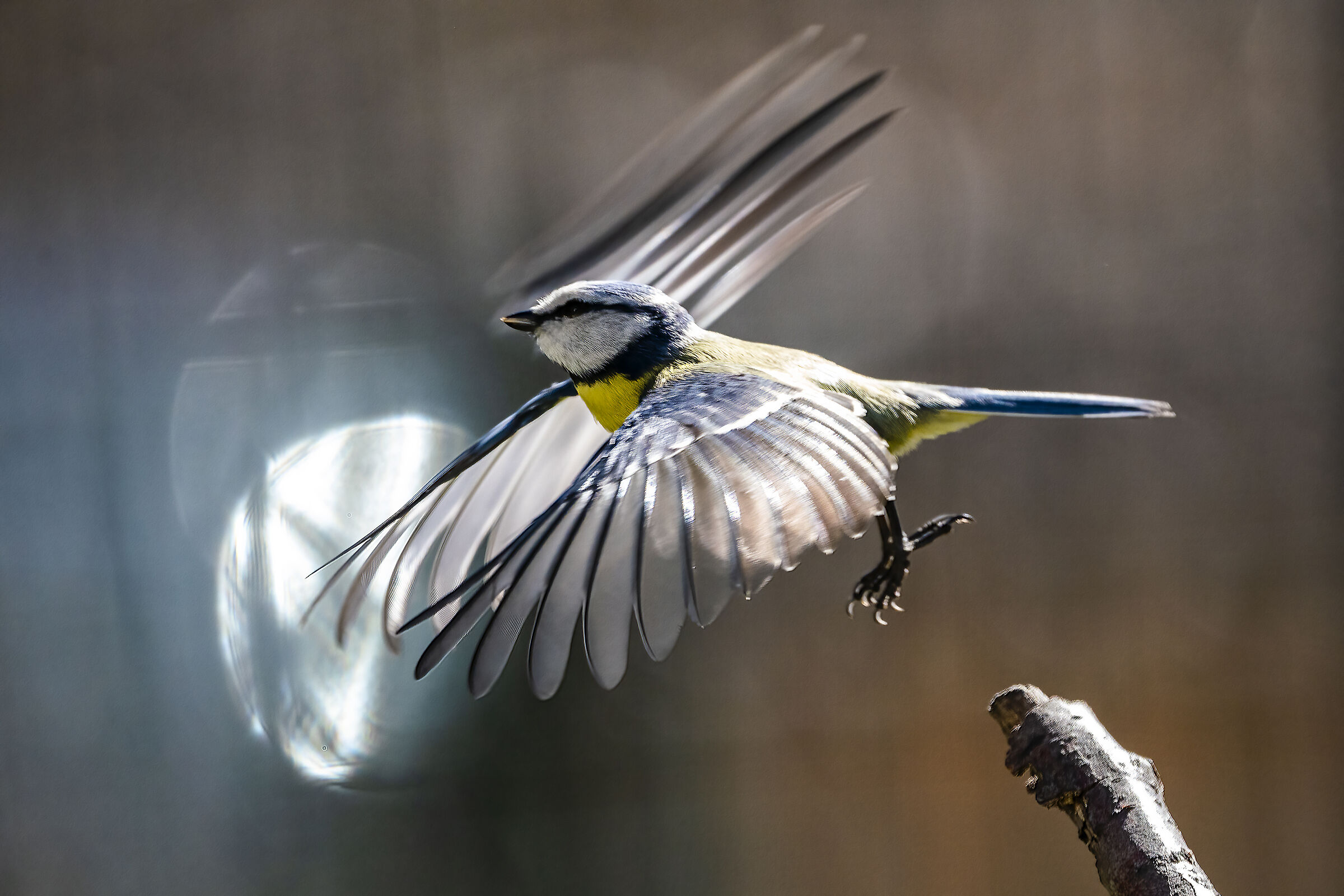 The detachment of the cincia