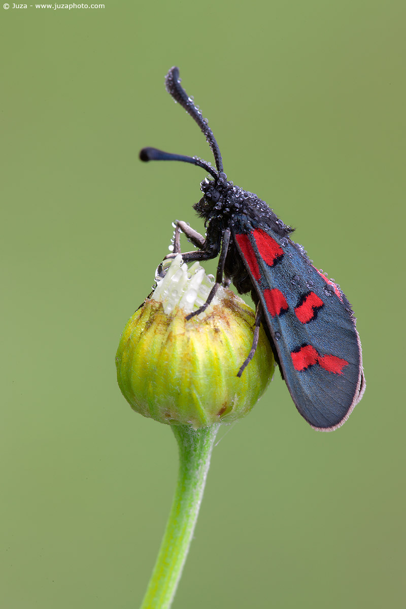 Zygaena rhadamanthus, 007636