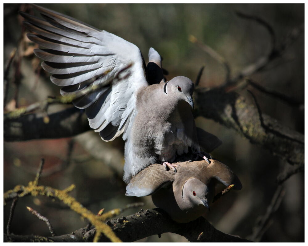 ... poi si passa all'attacco!!!