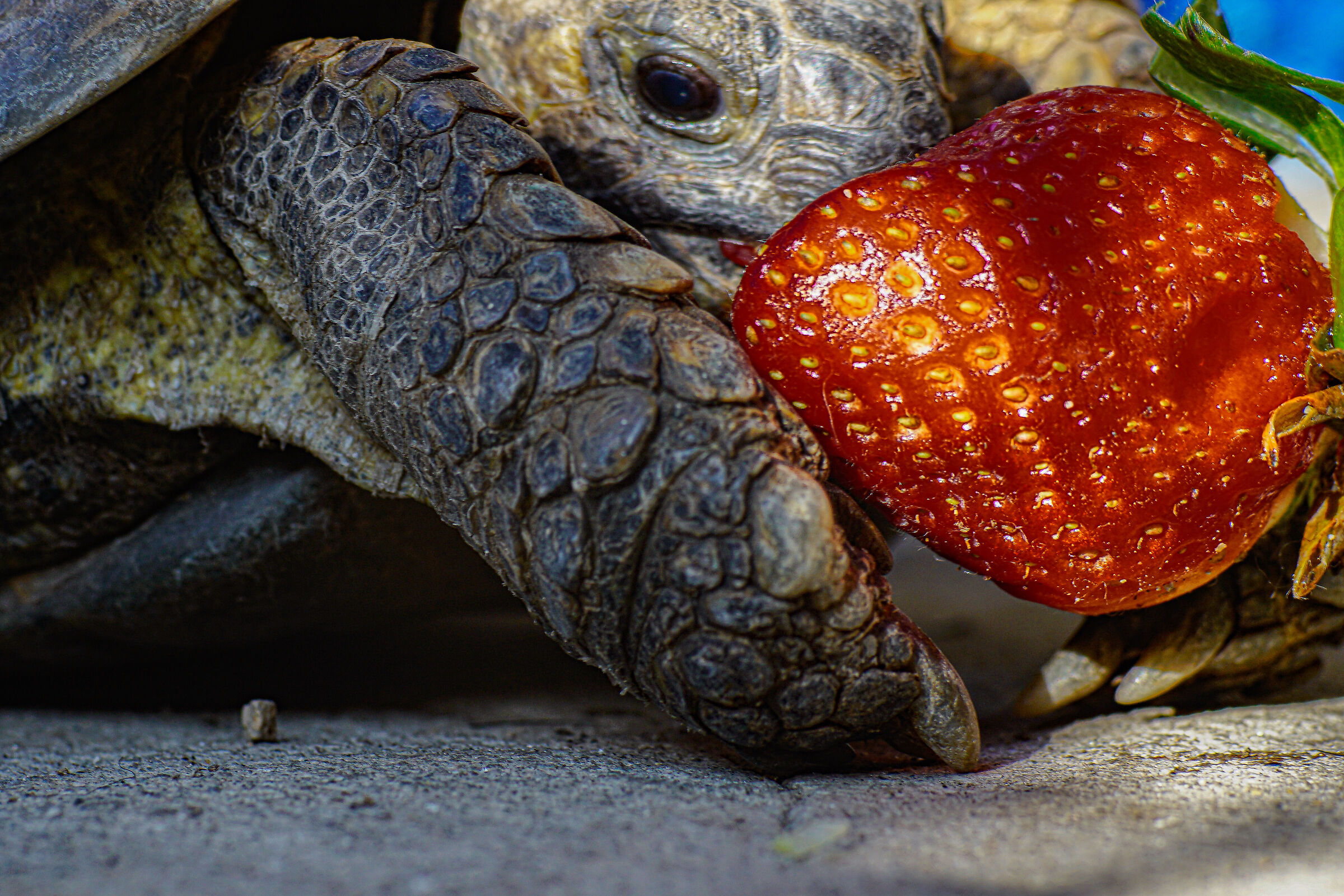 Sony a7rii con sigma 90mm prima serie manuale